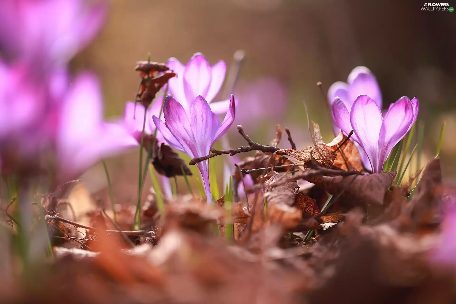 Flowers, purple, dry, Leaf, Spring, crocuses