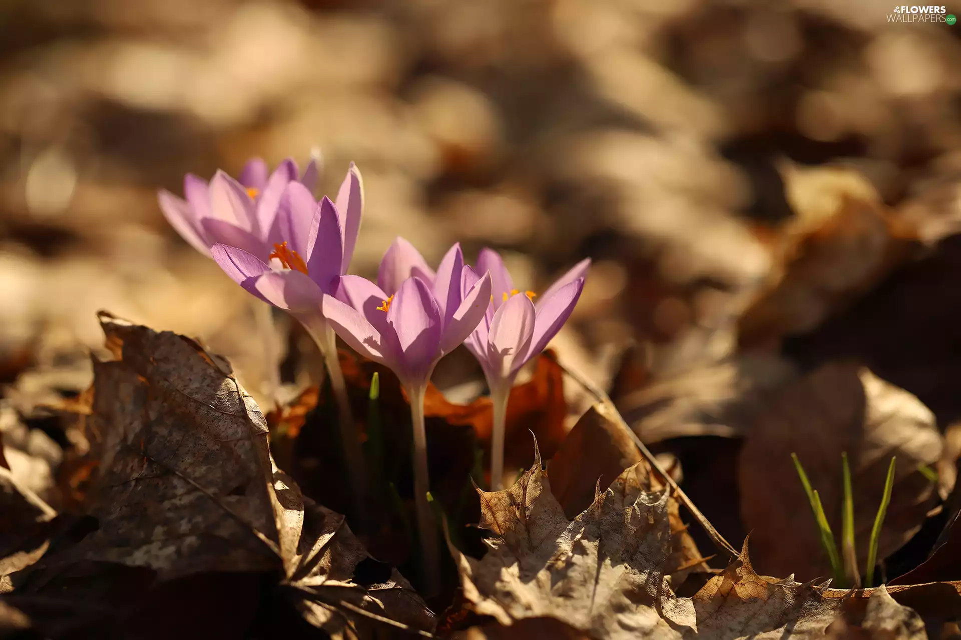 dry, Leaf, crocuses, Flowers, illuminated