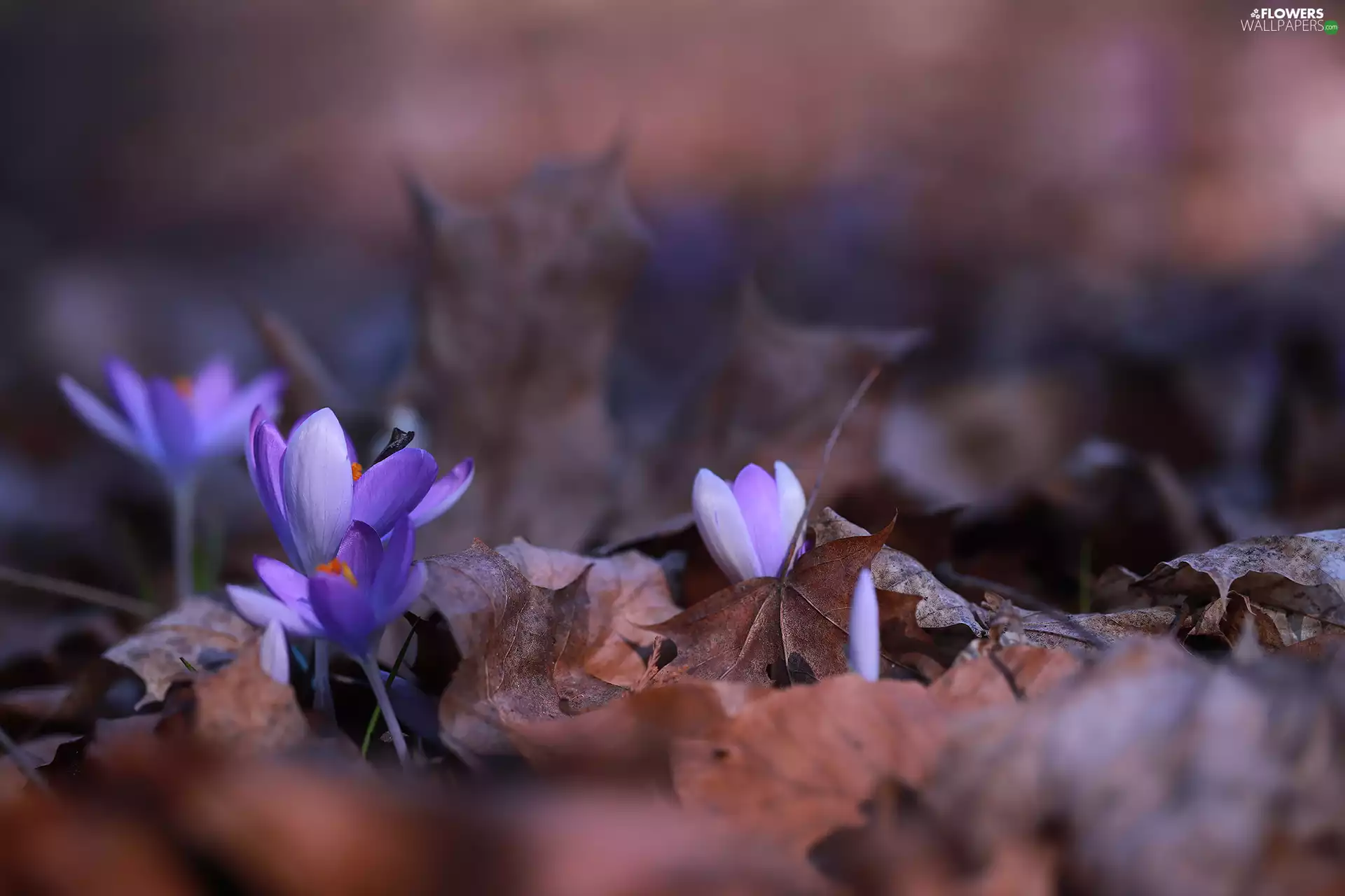 dry, Leaf, crocuses, Flowers, purple