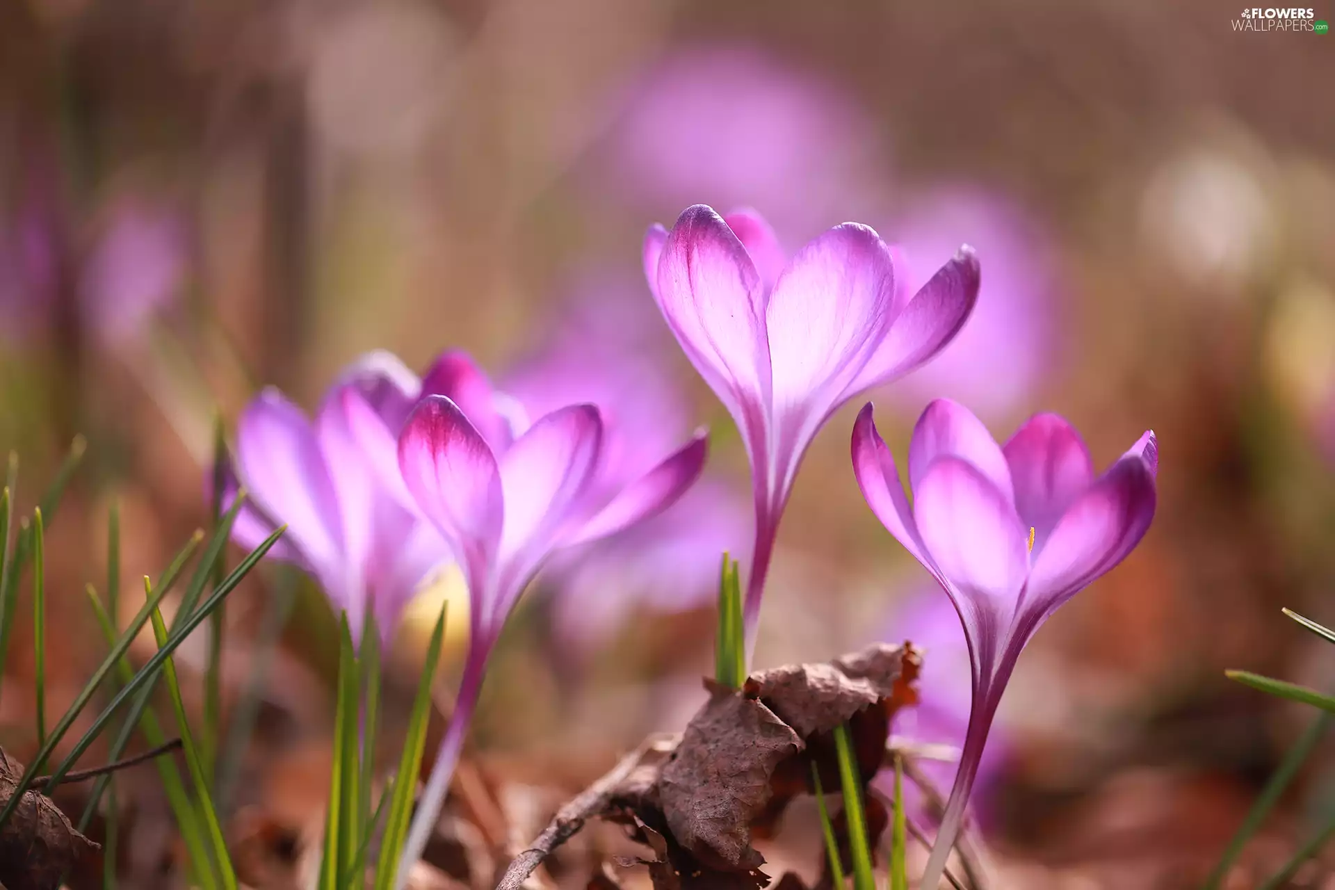 Spring, leaf, crocuses, Flowers, purple