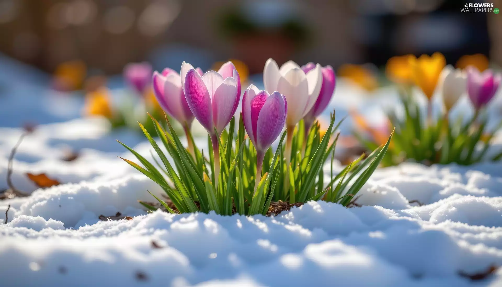 Leaf, snow, crocuses