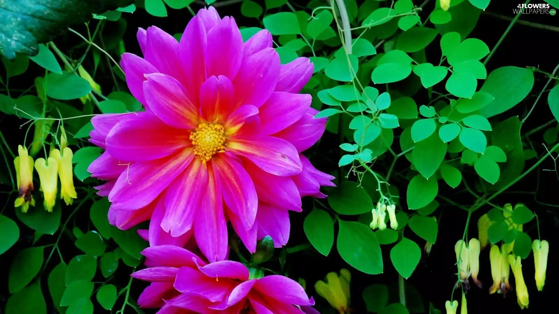 Leaf, Purple, dahlias