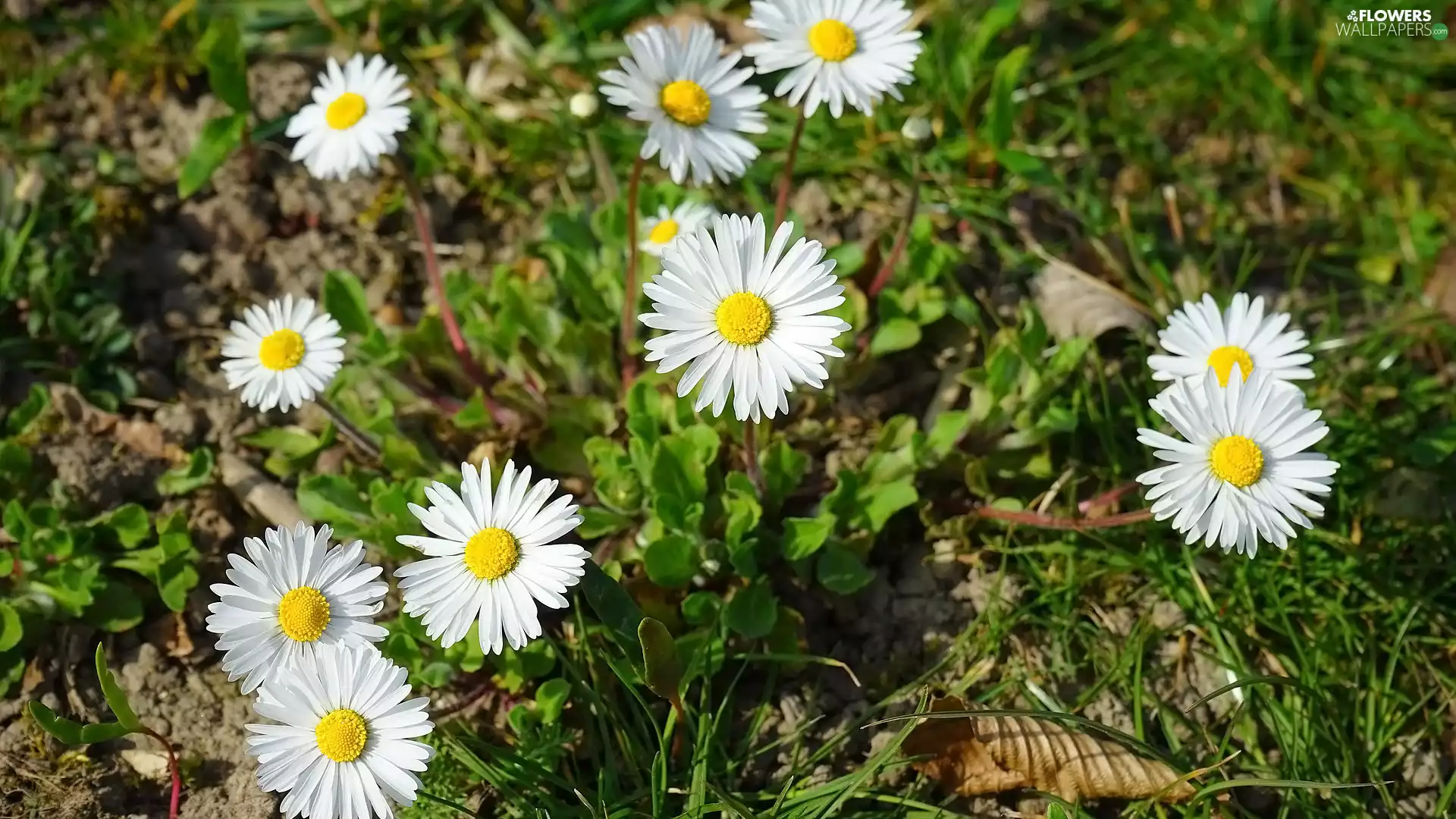Leaf, Flowers, daisies