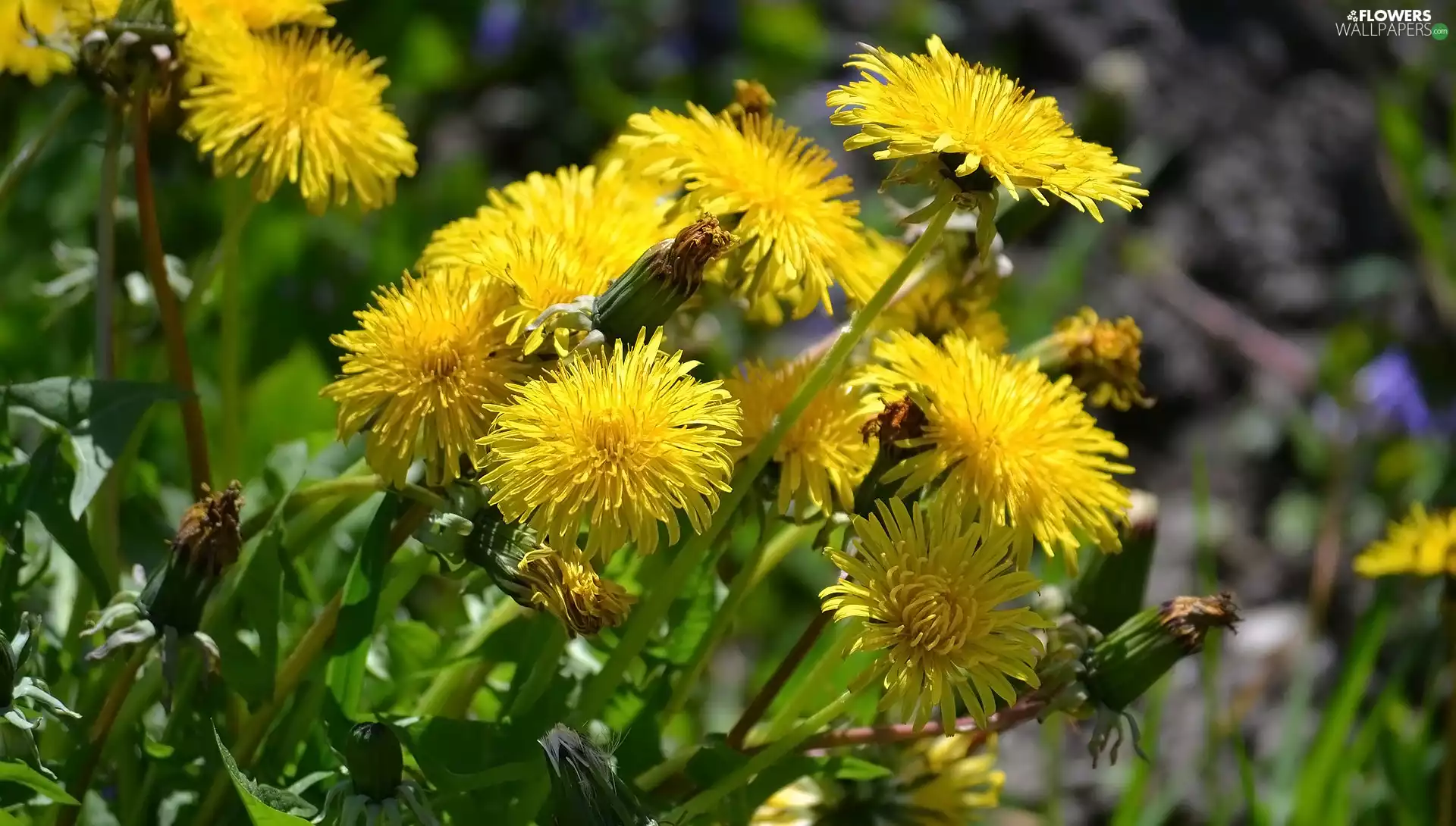 Leaf, Flowers, dandelion