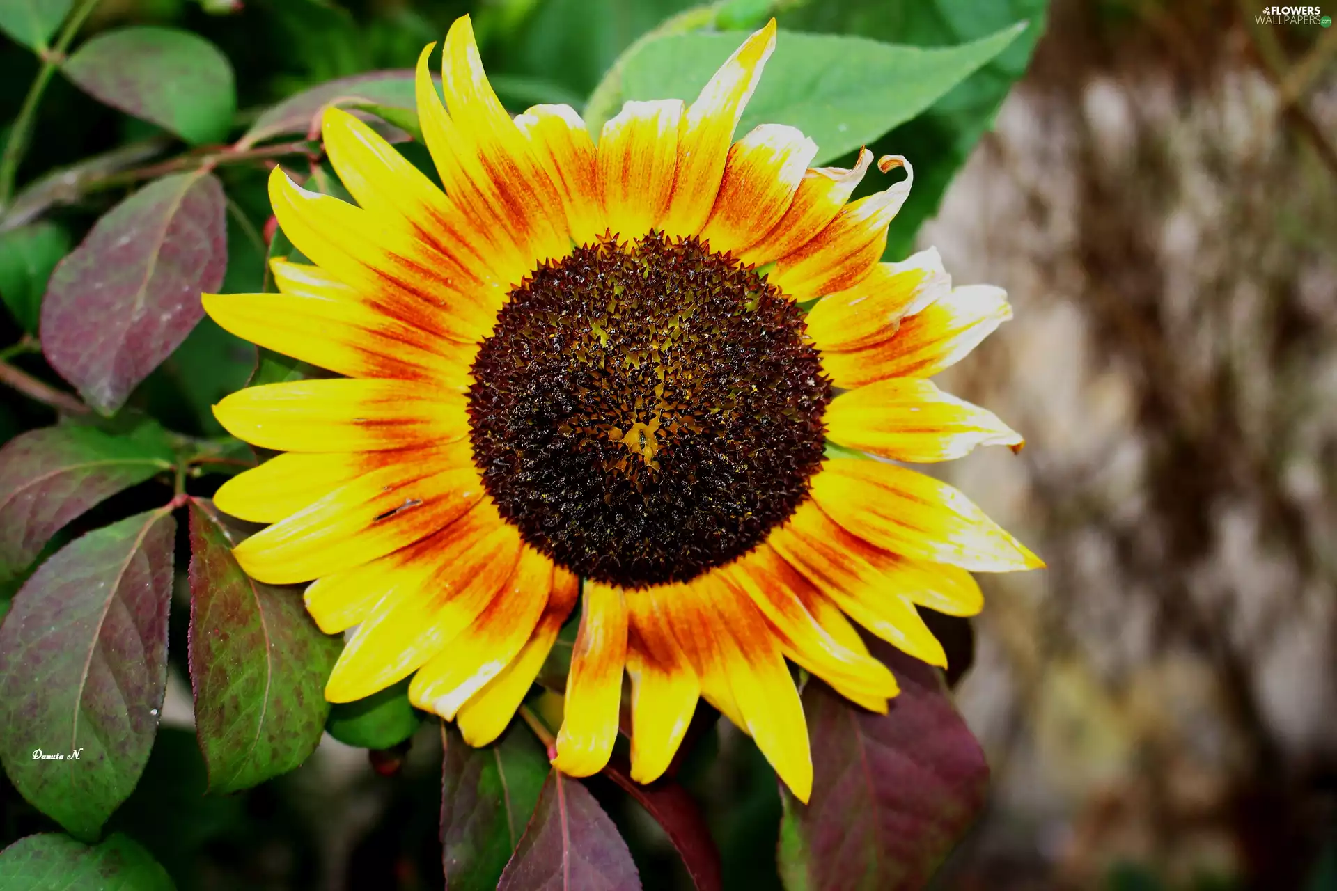 Leaf, Sunflower, decorated