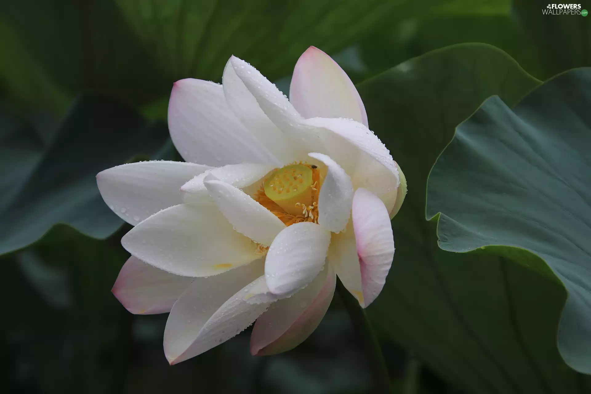 lotus, Leaf, developed, White, Flowers