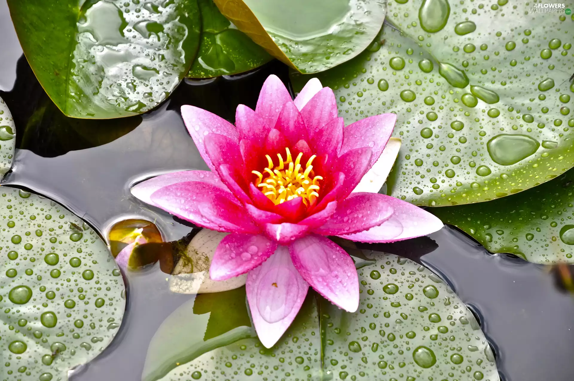 Pink, Leaf, drops, water-lily
