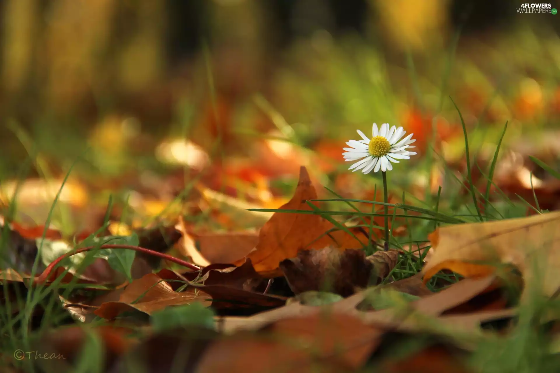 Leaf, daisy, dry