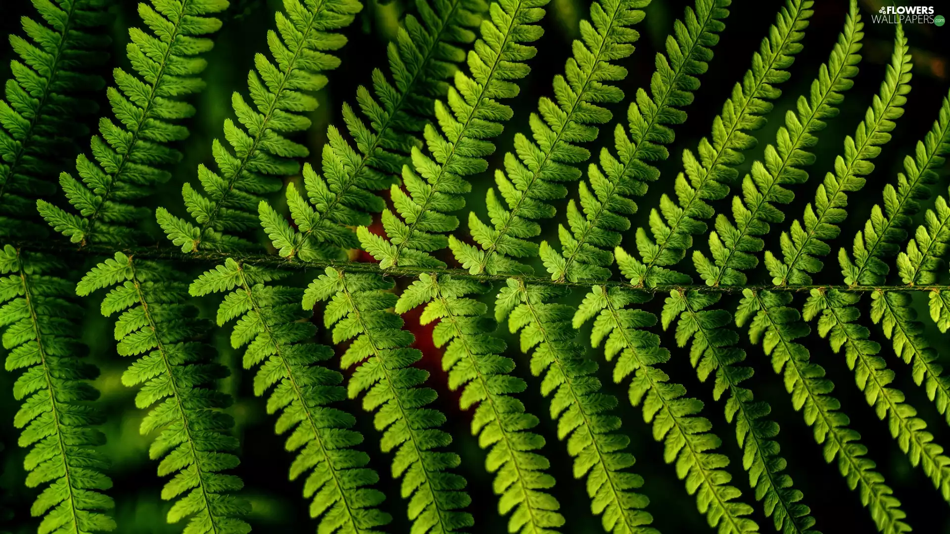 leaf, Fern