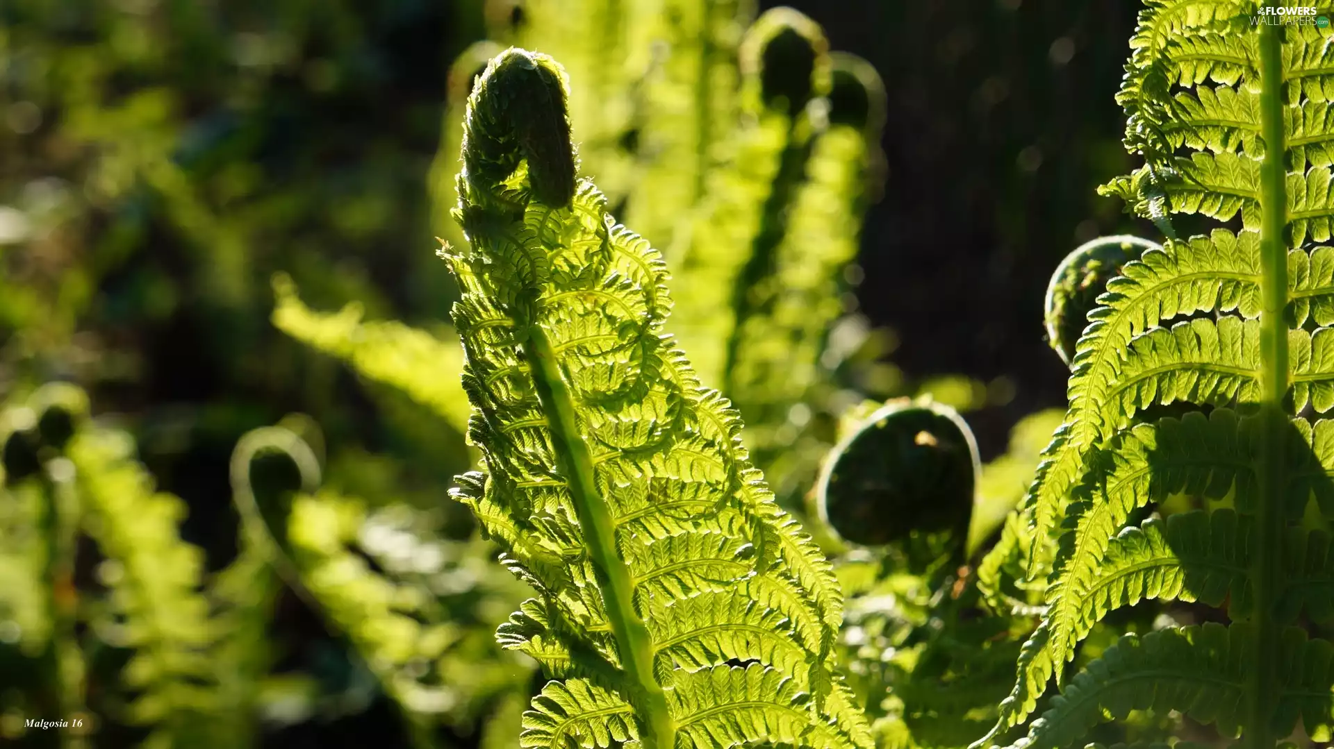 Fern, green ones, Leaf