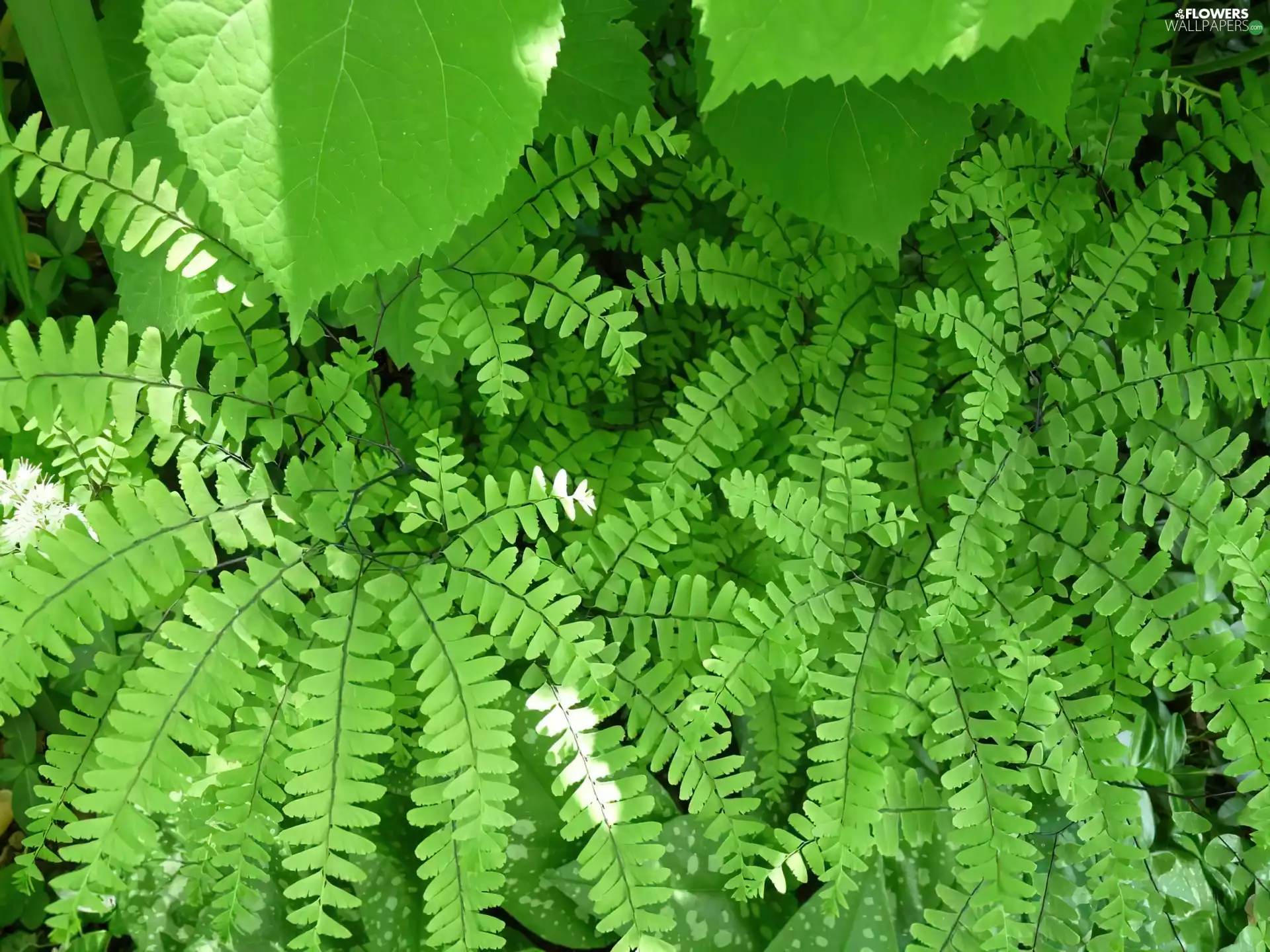 fern, green ones, Leaf