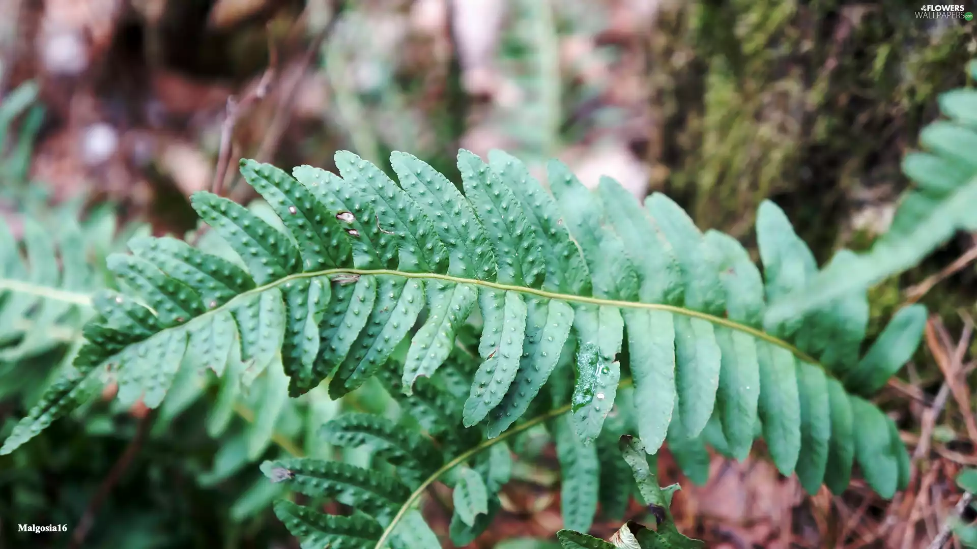 Fern, green ones, Leaf