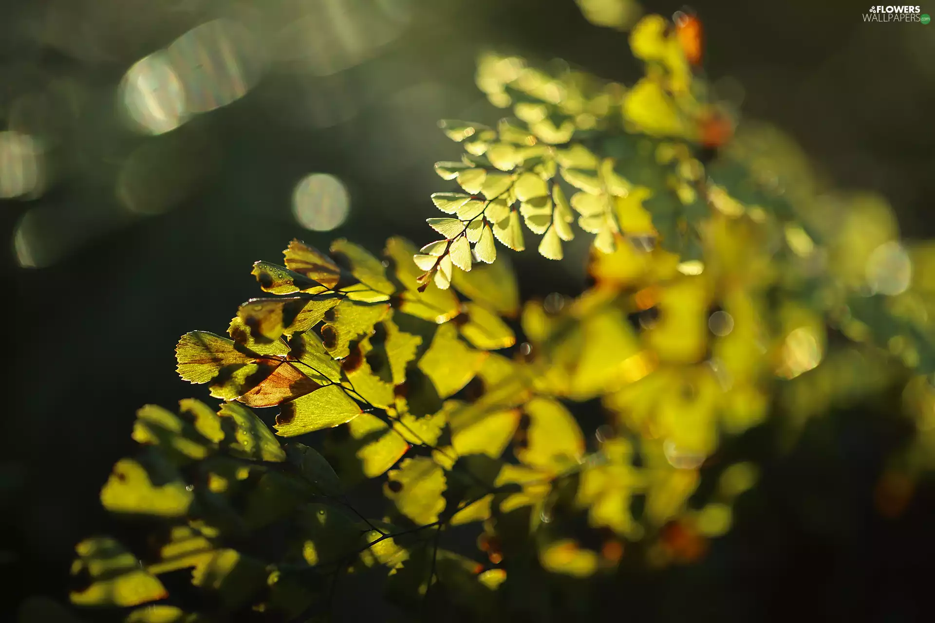 Leaf, fern