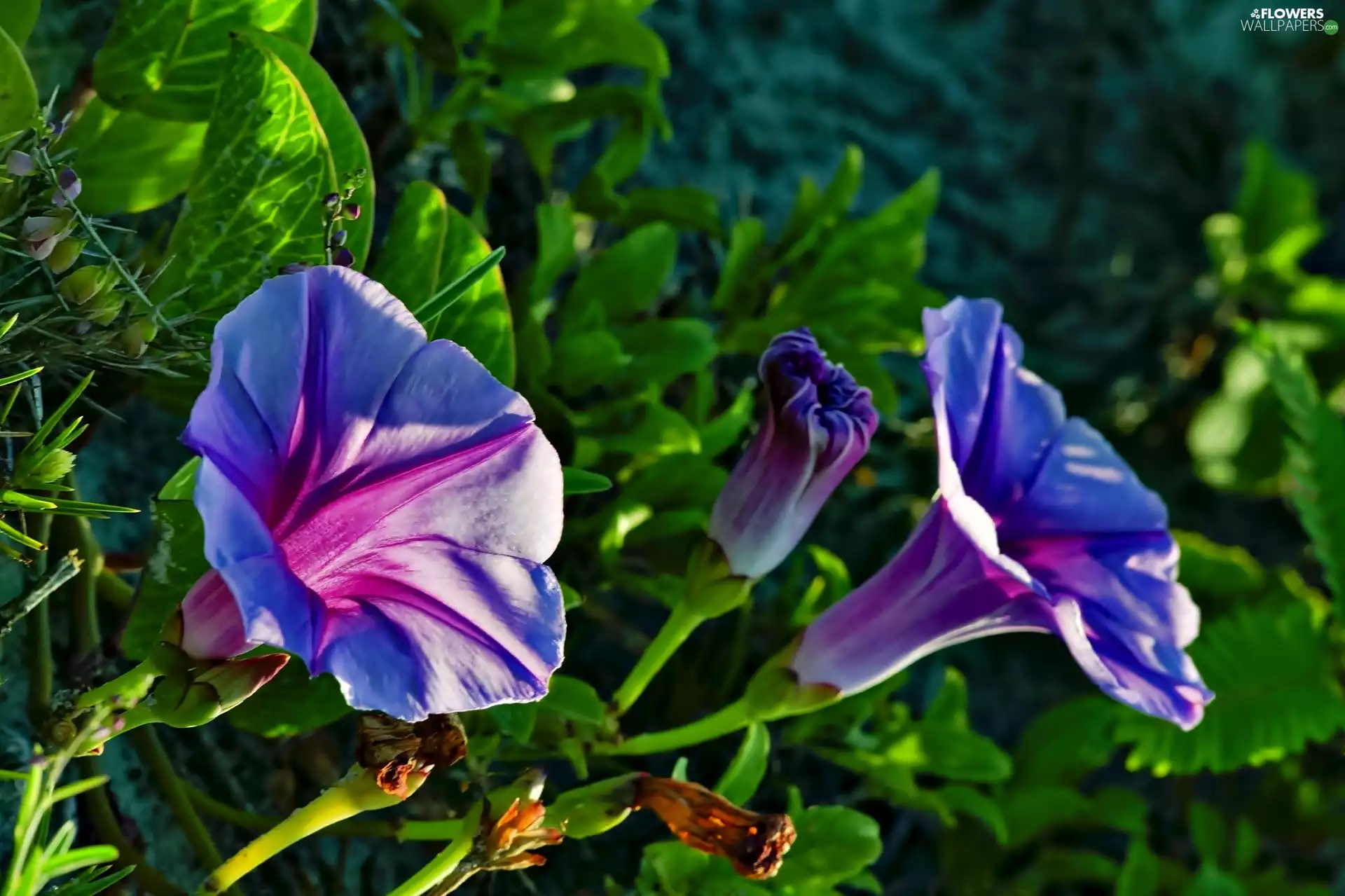 ligh, Flowers, flash, Leaf, bindweed, sun, luminosity