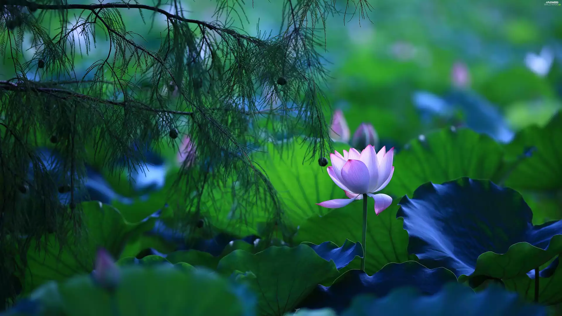 Leaf, twig, luminosity, ligh, flash, Colourfull Flowers, lotus, sun