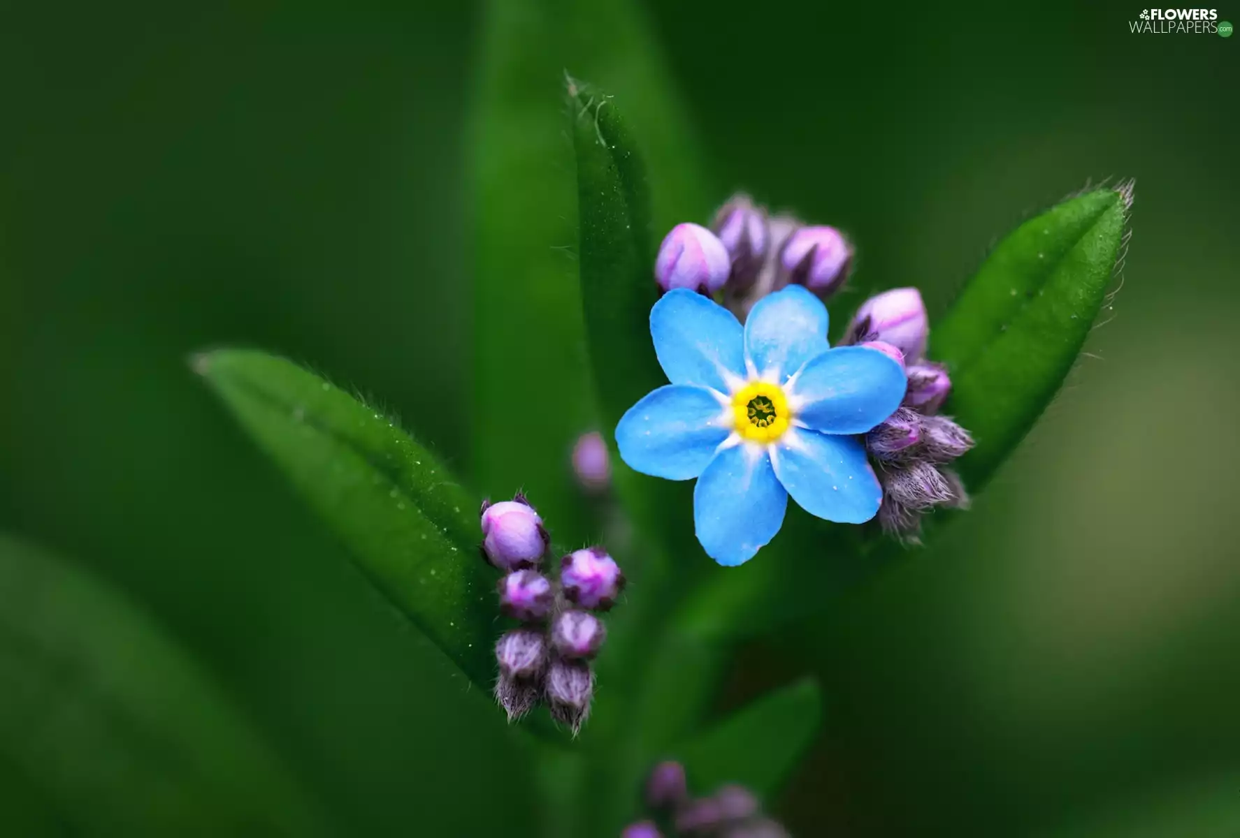 Leaf, blue, Flower