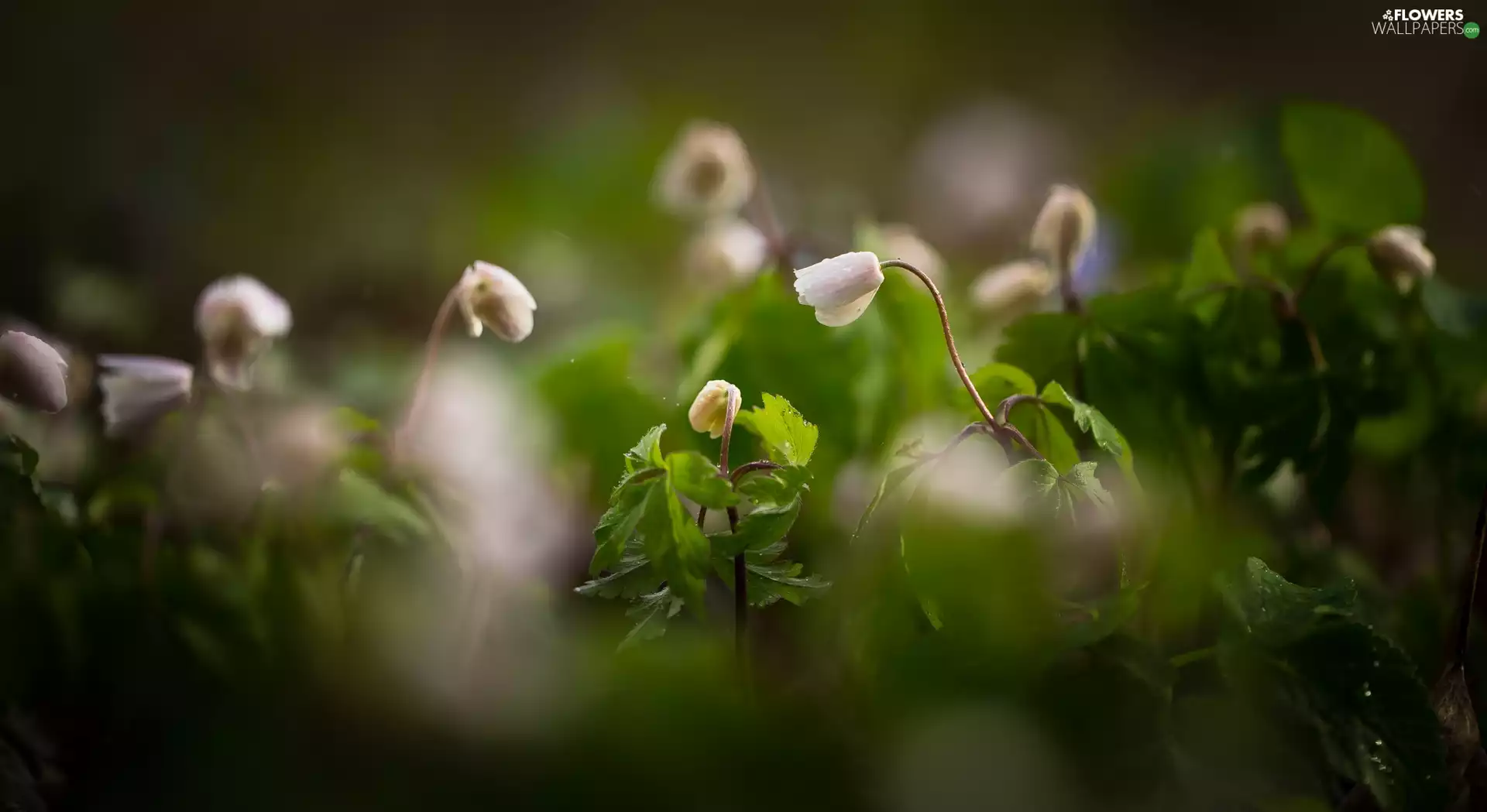 Flowers, Anemones, Leaf, White