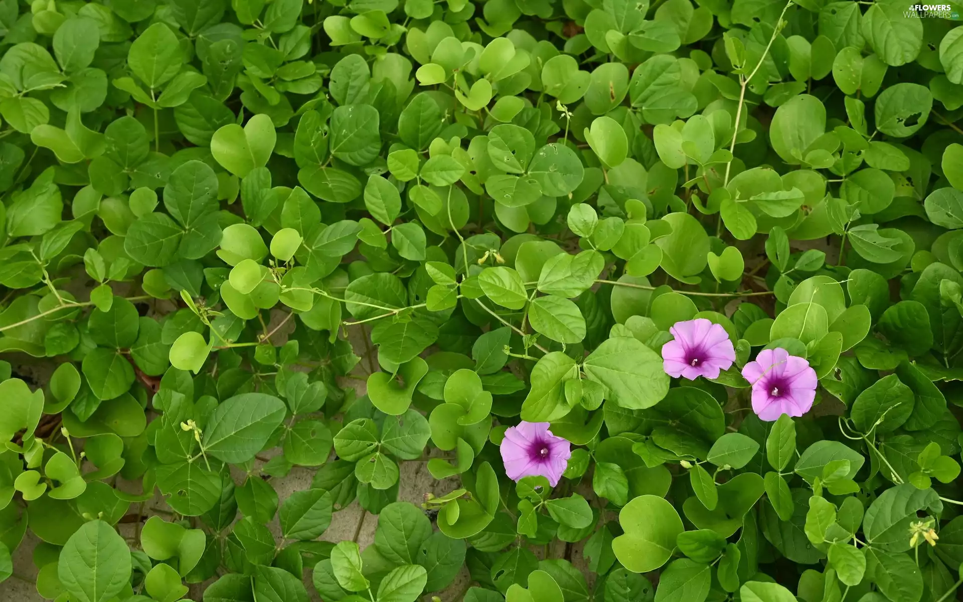 Flowers, Field Bindweed, Leaf
