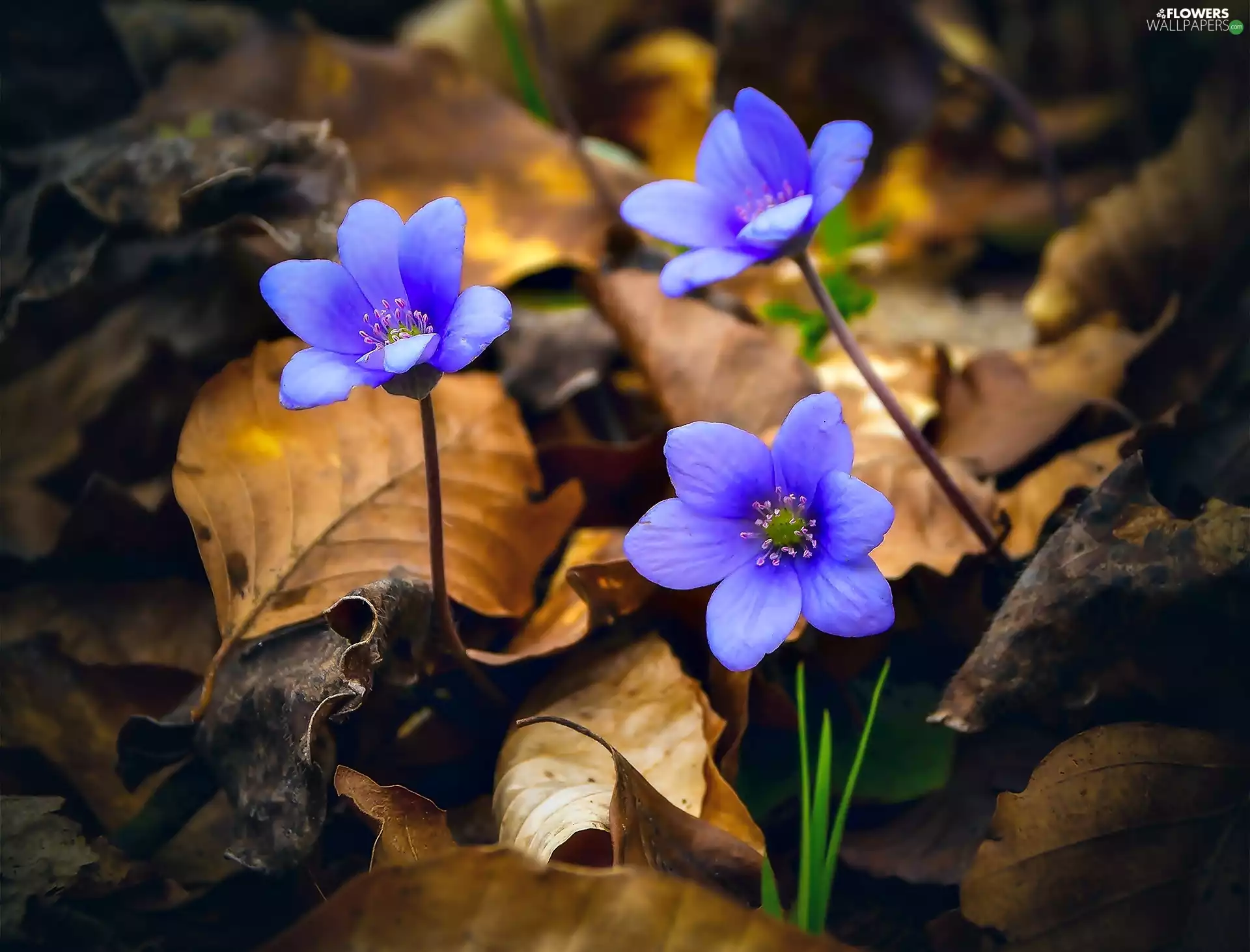 dry, Leaf, Flowers, Liverworts, Blue