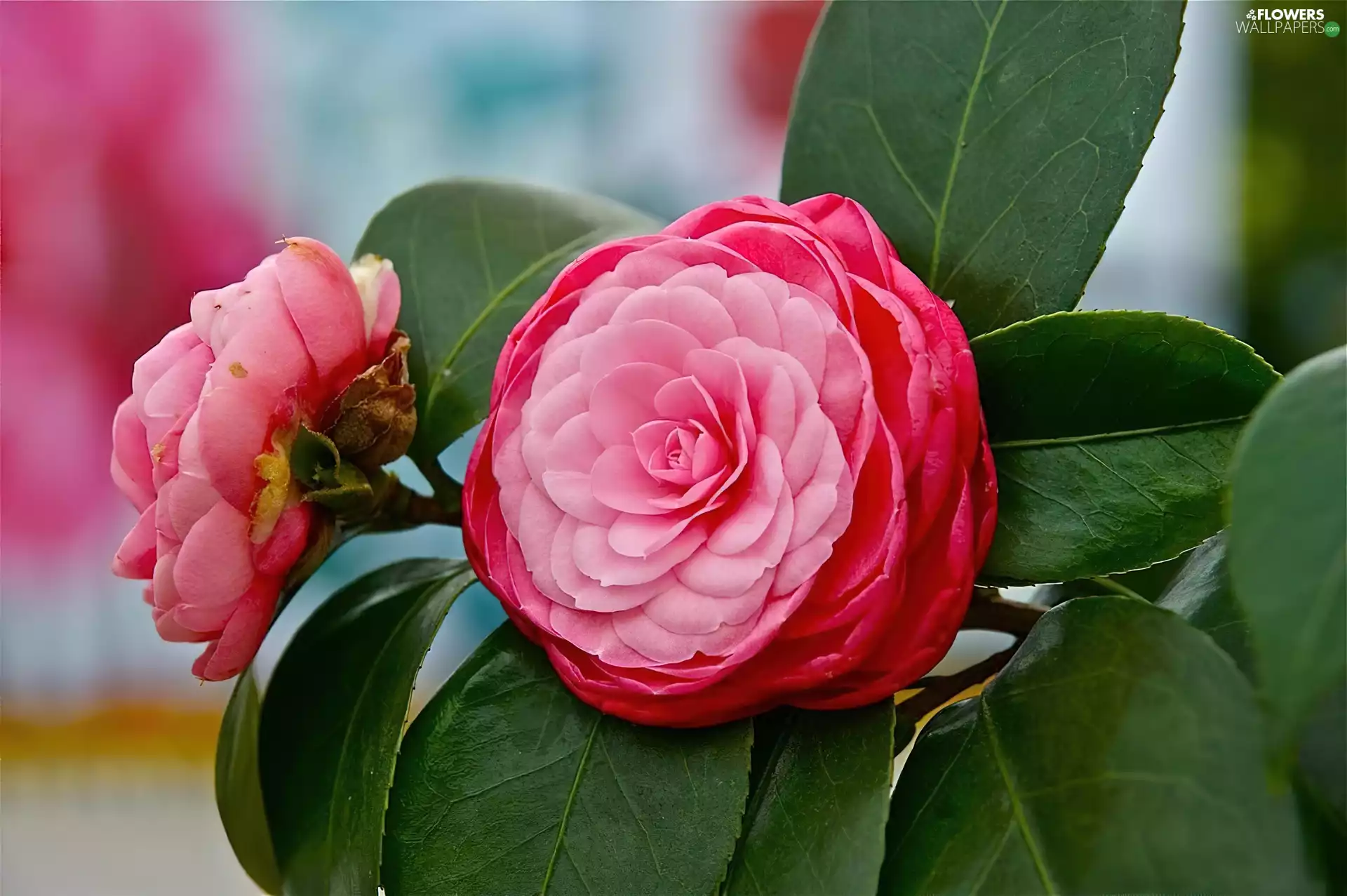 Leaf, camellia, Flowers