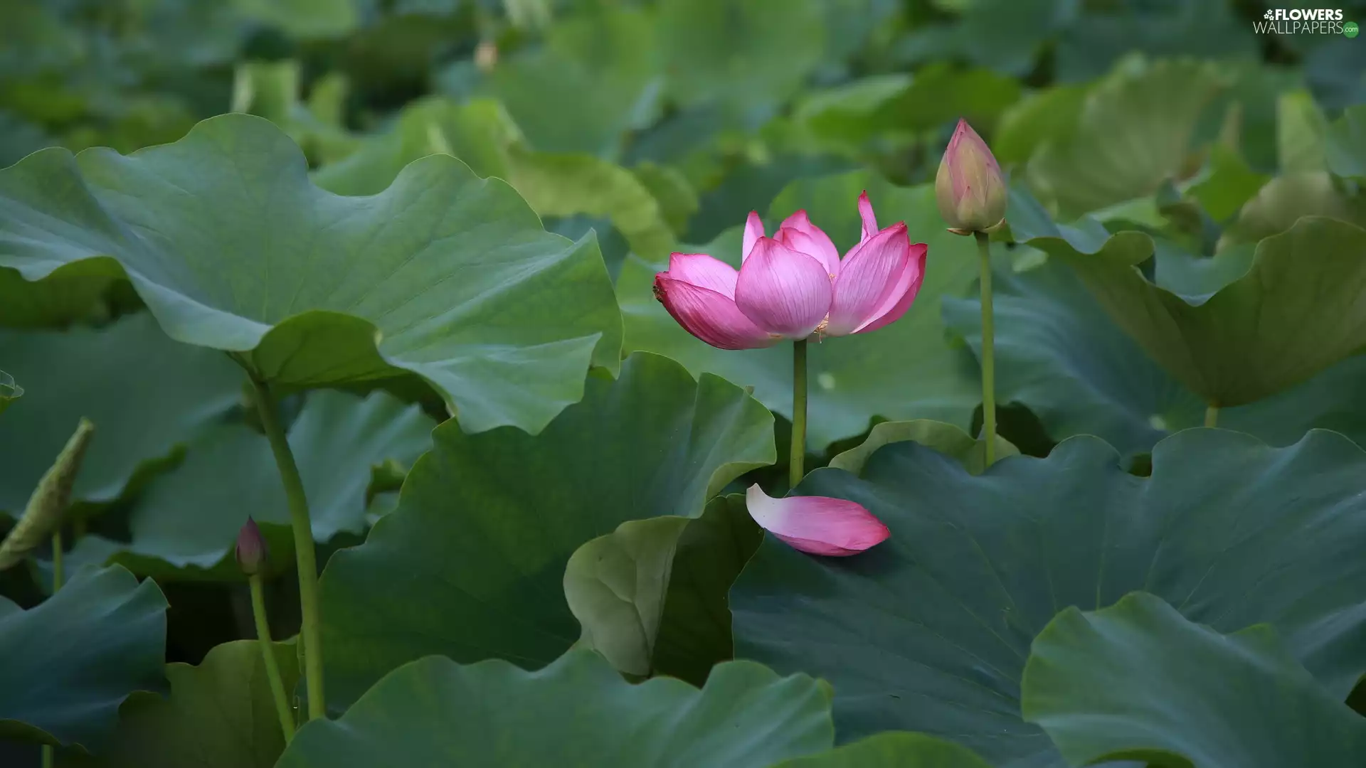 lotus, Colourfull Flowers, petal, developed, Pink, bud, Leaf