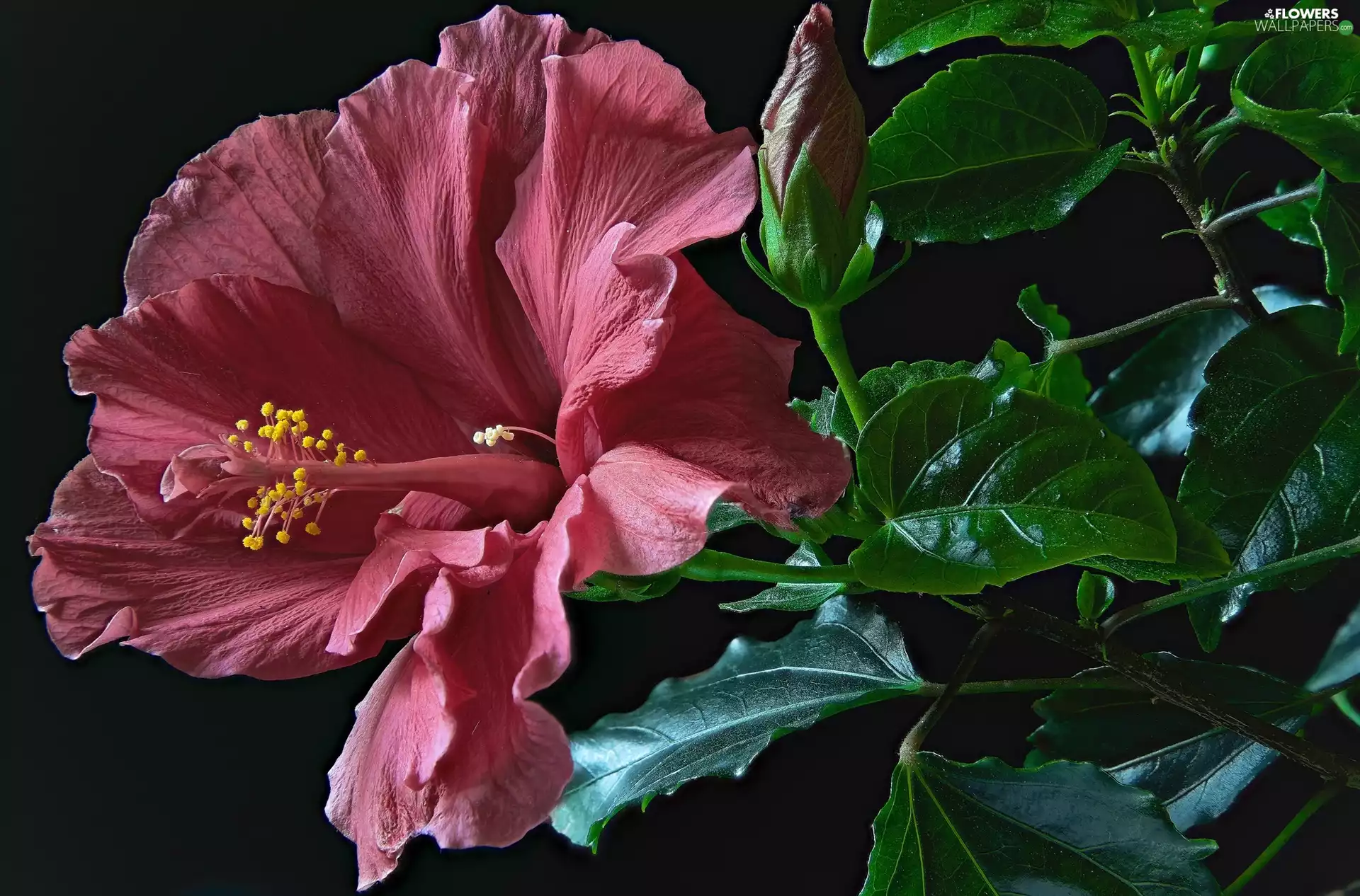 cup, Colourfull Flowers, Leaf, rapprochement, bud, hibiskus