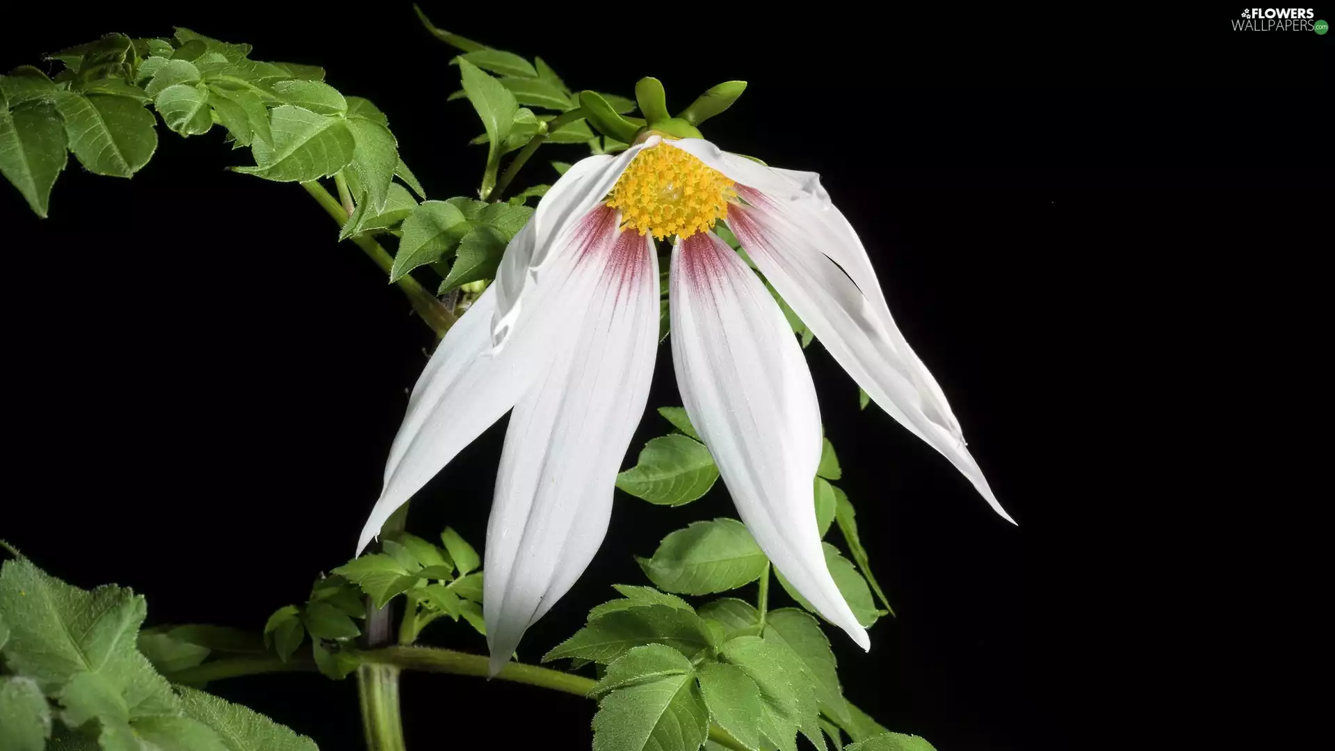 dark, background, Dalia, Leaf, Colourfull Flowers