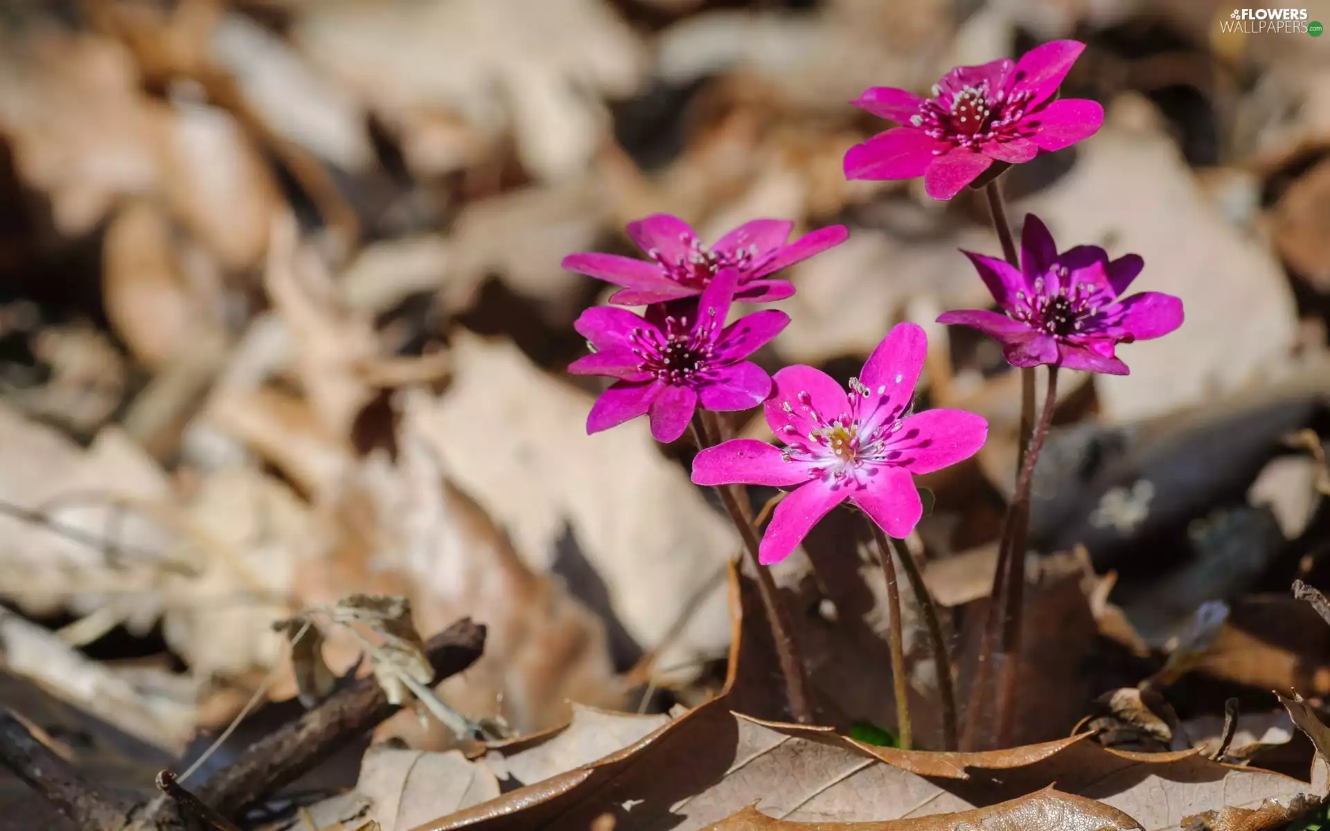 Pink, cluster, dry, Leaf, Liverworts, Flowers