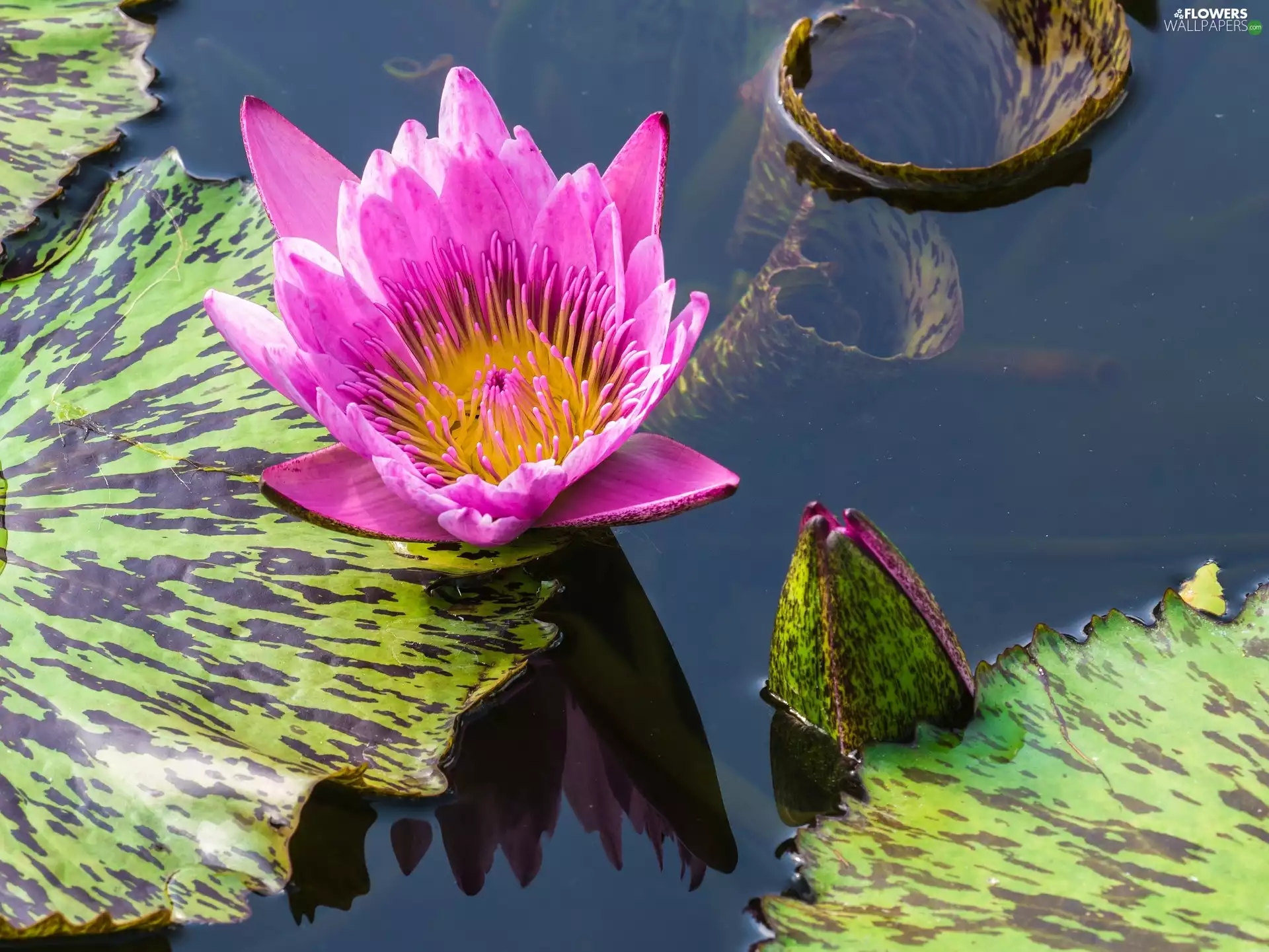 Pink, water-lily, Leaf, Colourfull Flowers