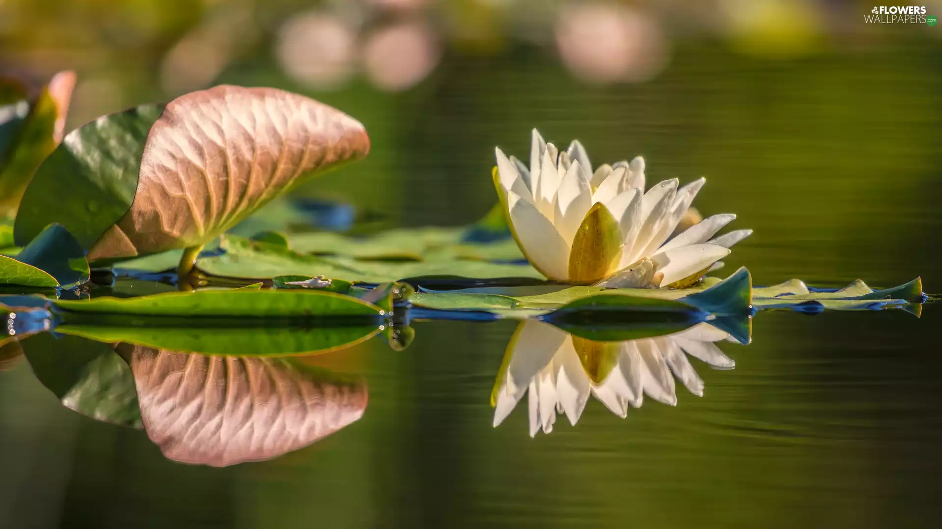White, water-lily, leaf, Colourfull Flowers