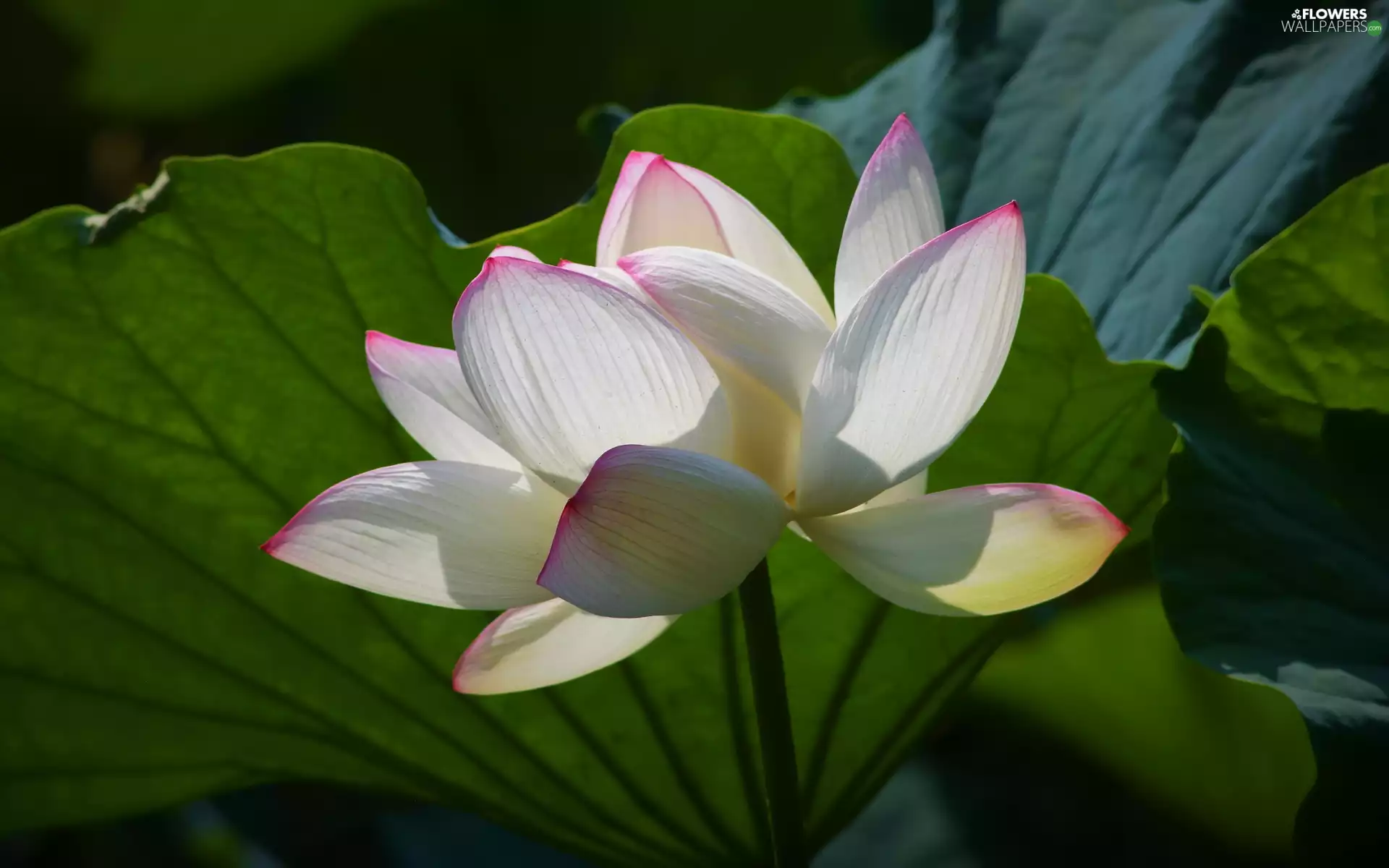 White-Pink, lotus, Leaf, Colourfull Flowers