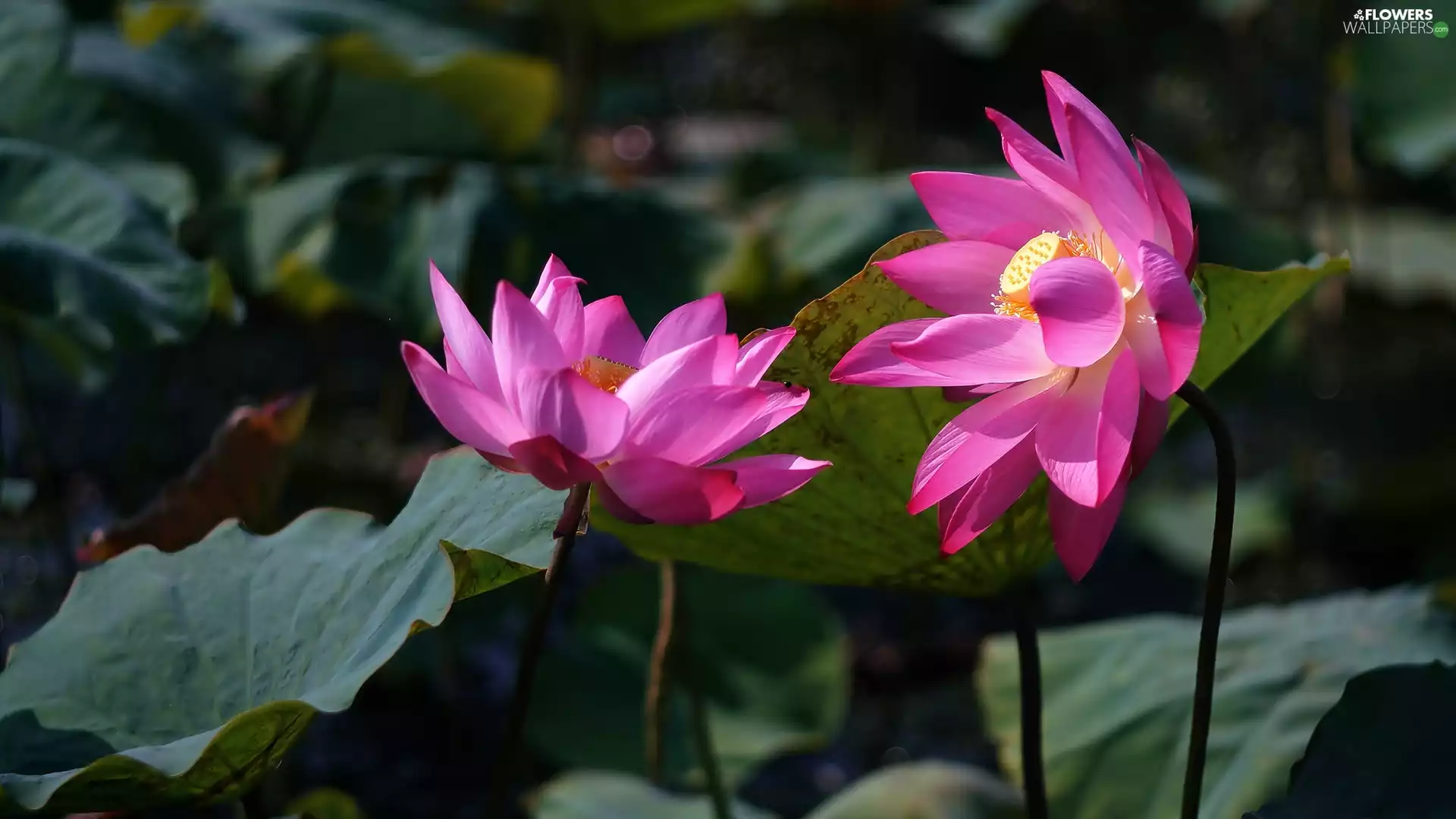 Leaf, lotus, Flowers