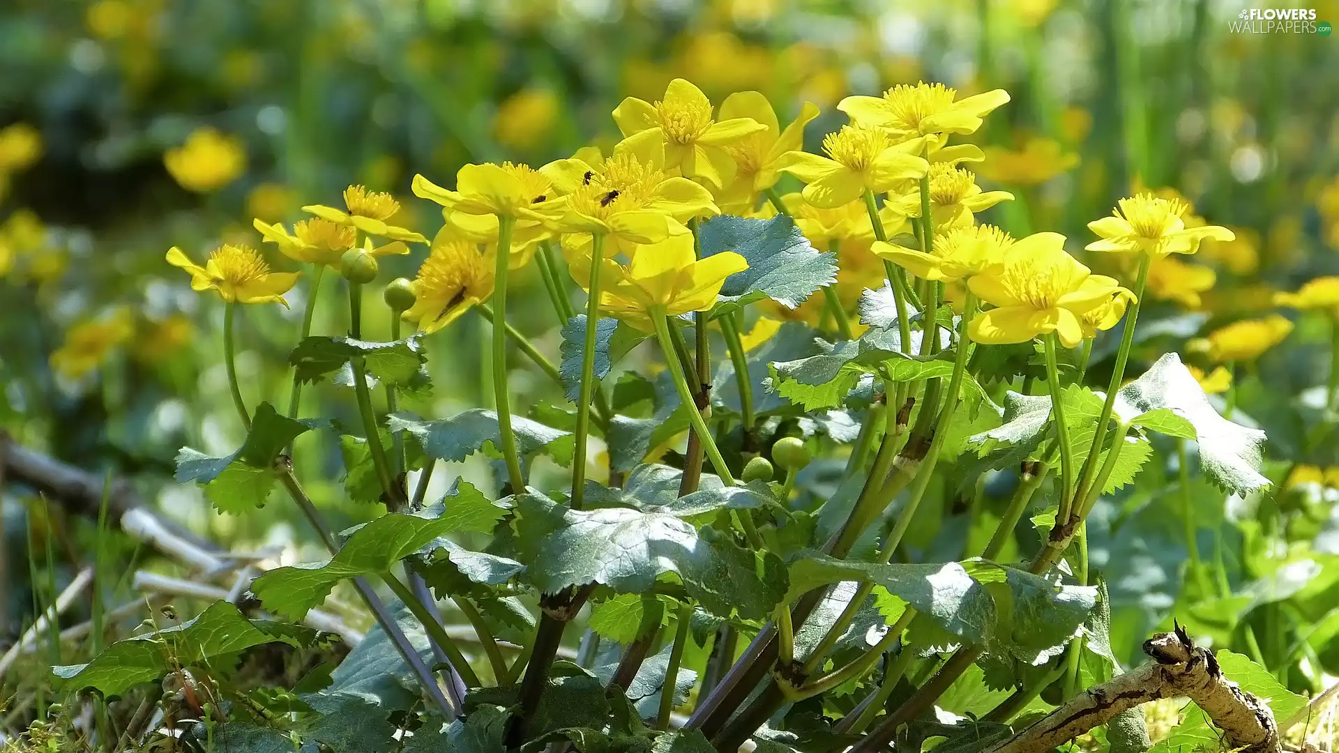 Yellow, Marsh-Marigold, Leaf, marigolds, Flowers