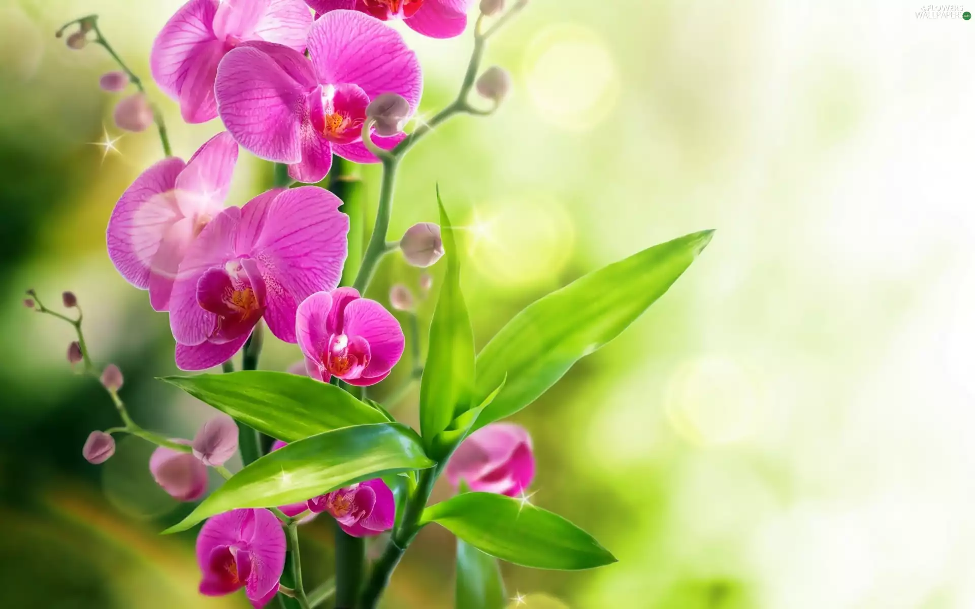 Leaf, orchid, Flowers