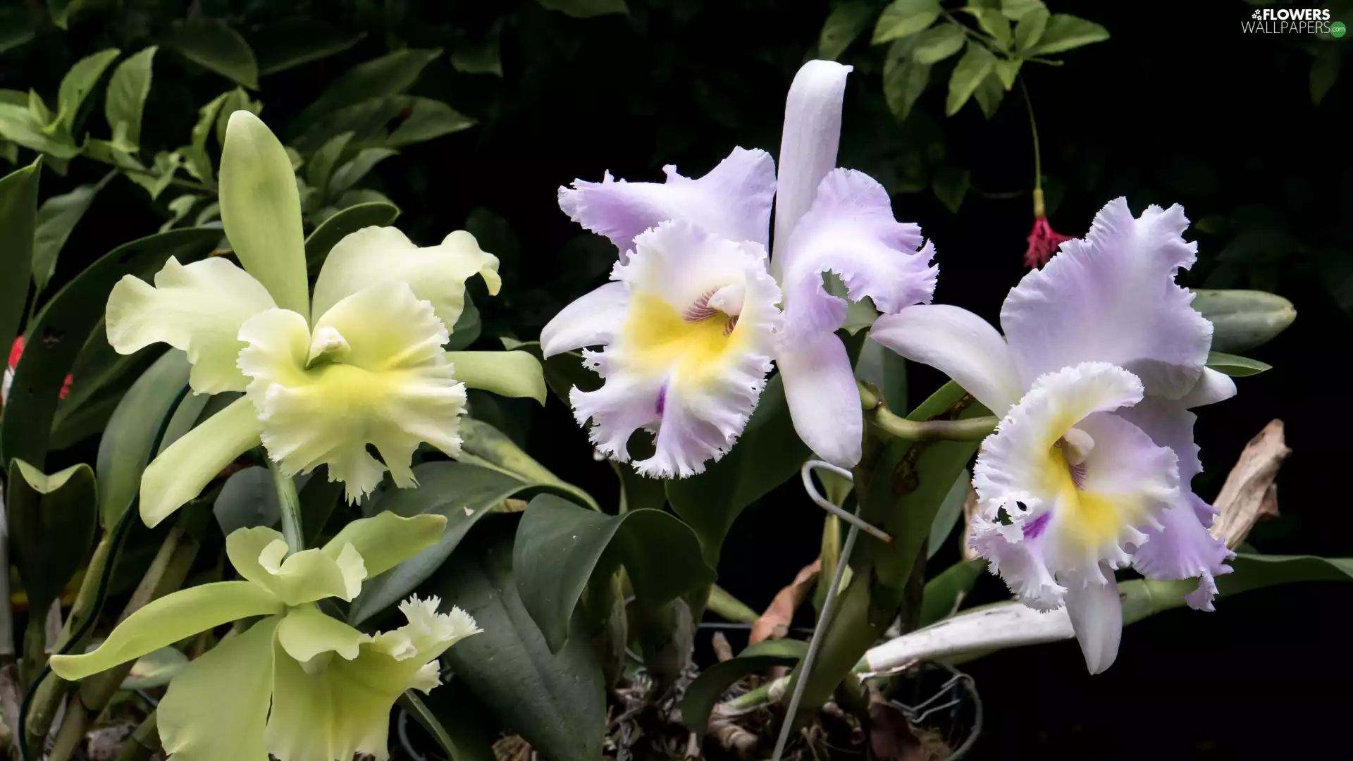 Flowers, orchid, orchids, Leaf