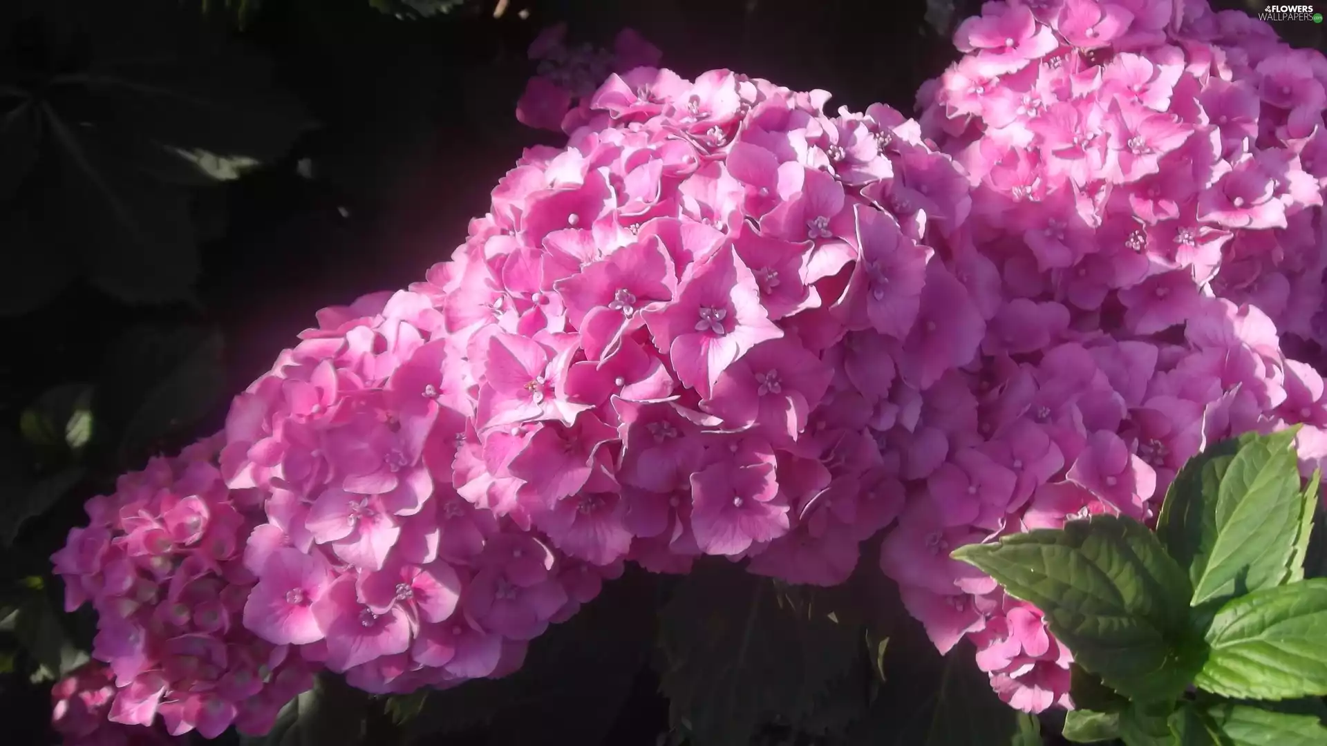 green, Leaf, Flowers, Hortense, Pink