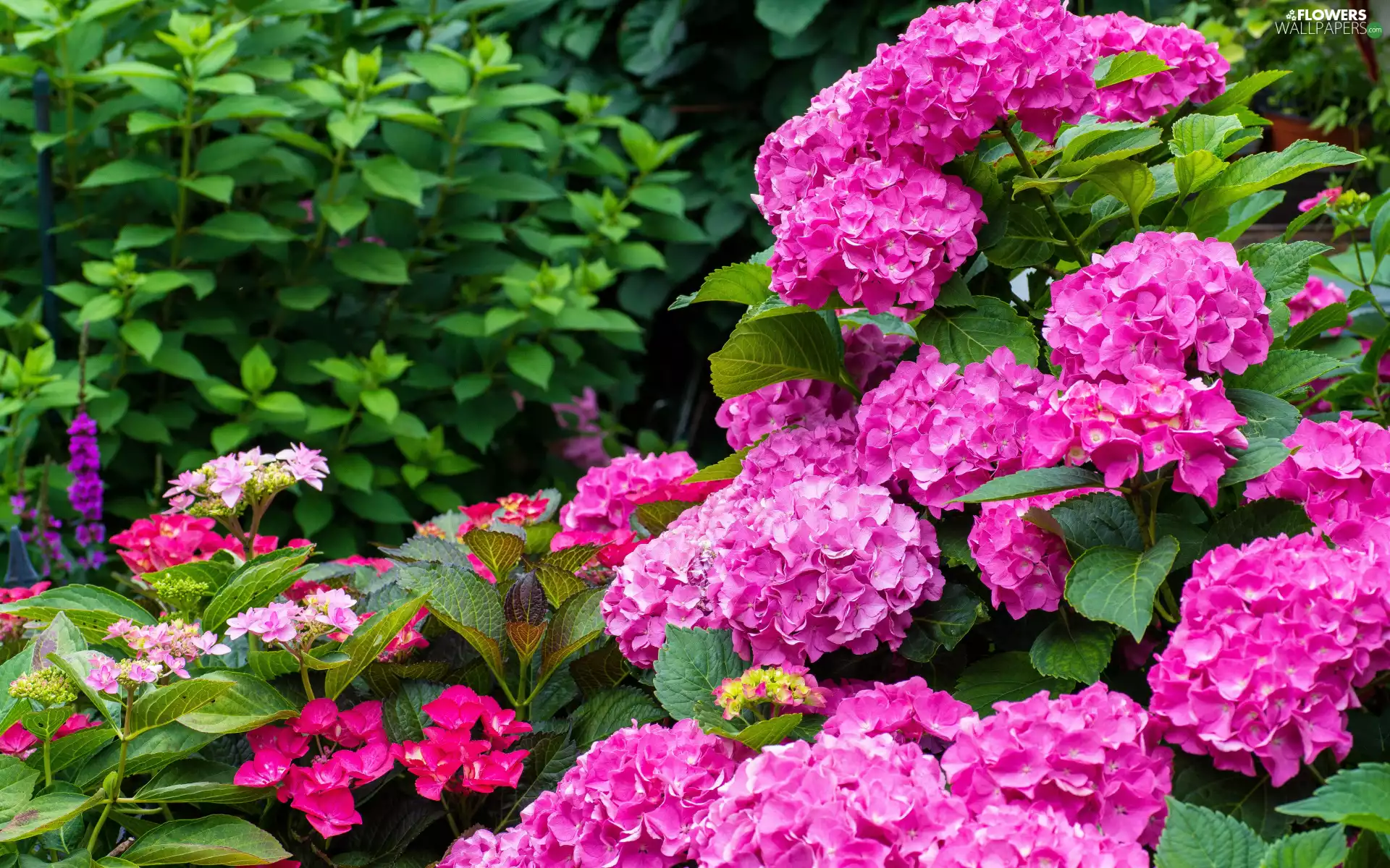 Bush, Leaf, Flowers, hydrangea, Pink