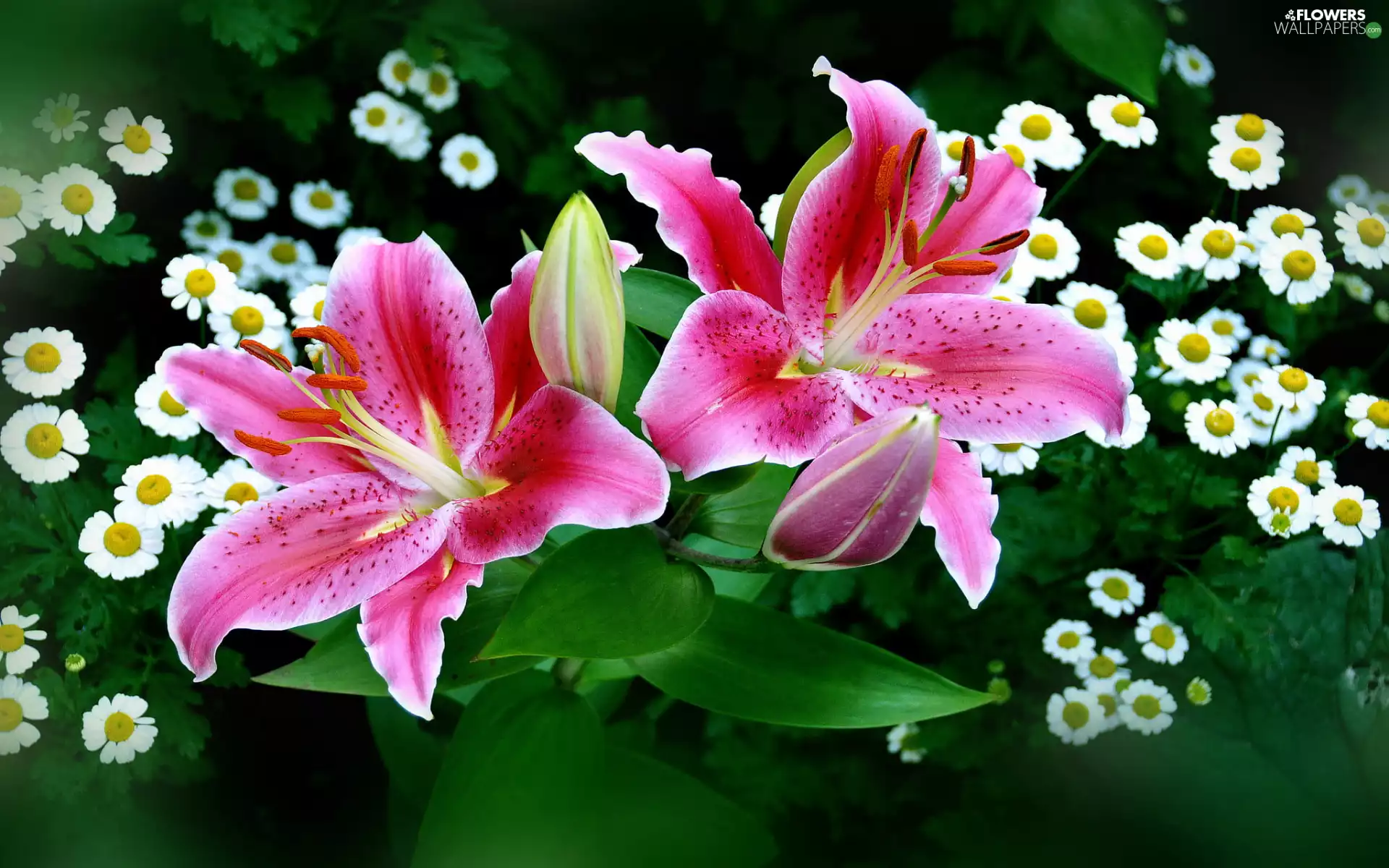 camomiles, Leaf, Flowers, lilies, Pink