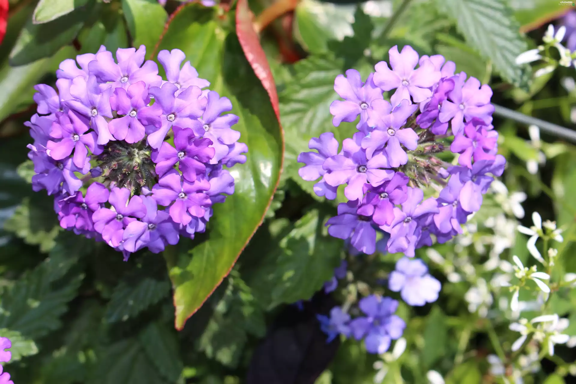 Leaf, purple, Flowers