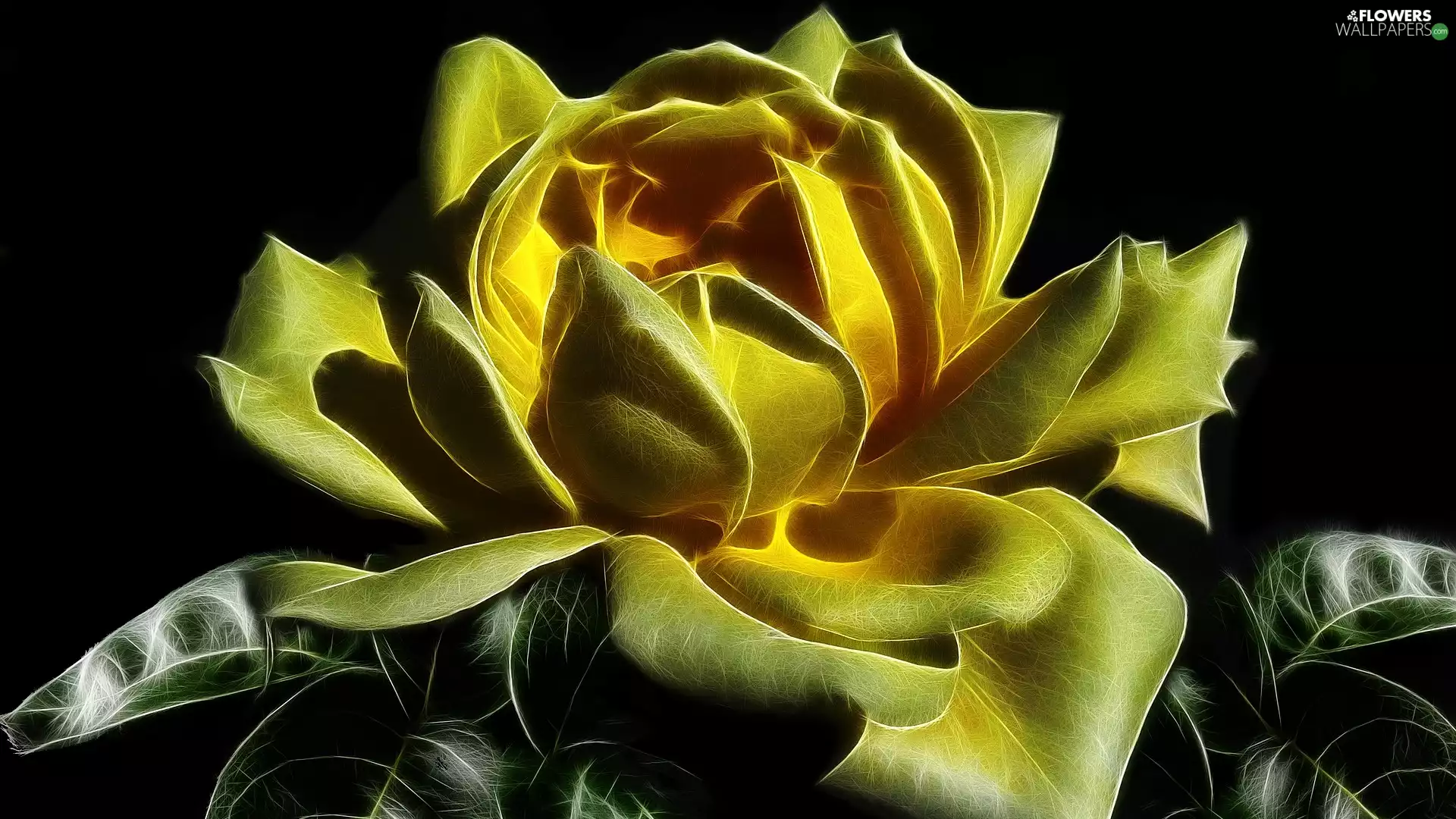 graphics, Fractalius, rose, Leaf, Colourfull Flowers