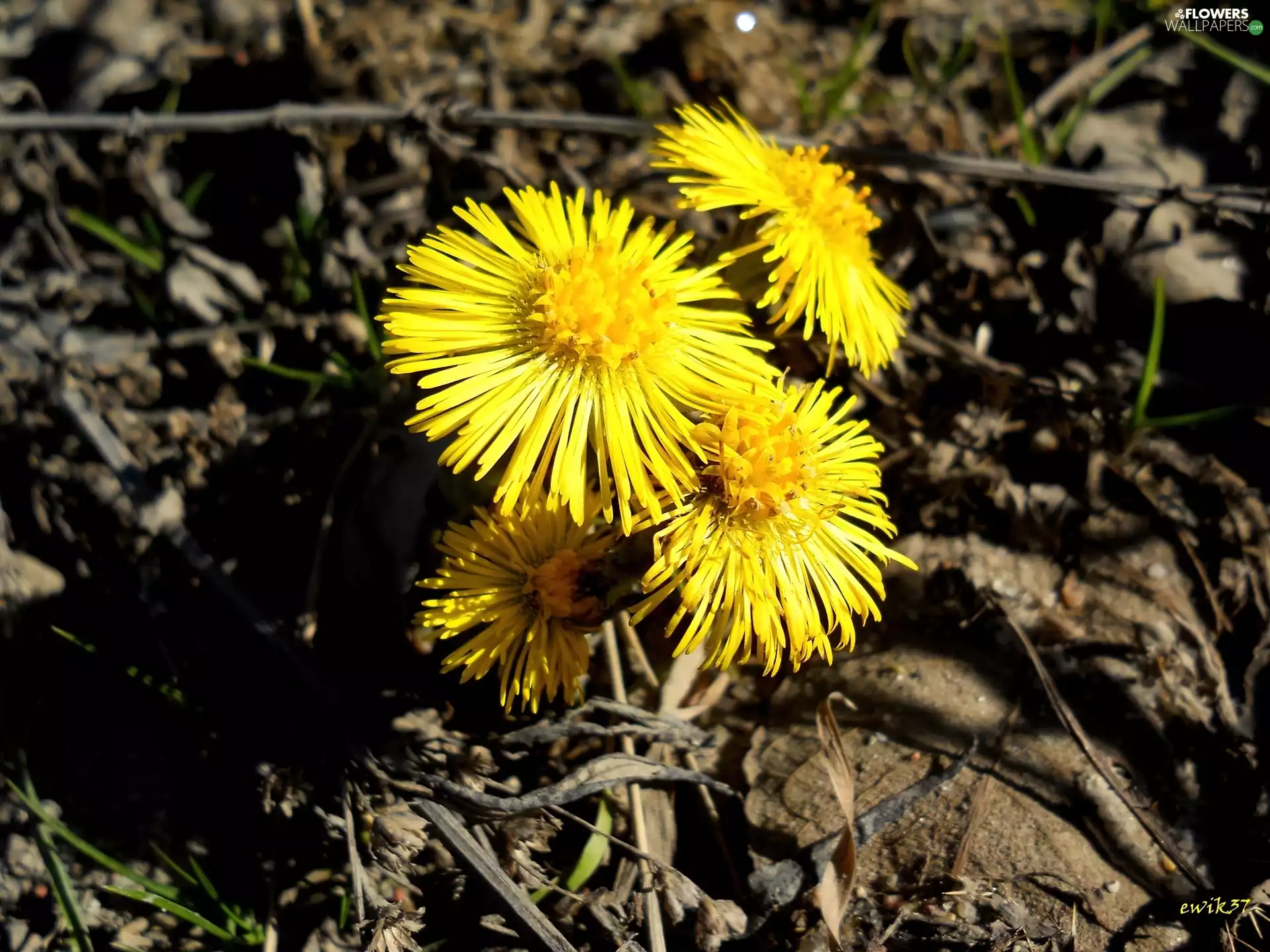 dry, Leaf, Flowers, nun, Yellow