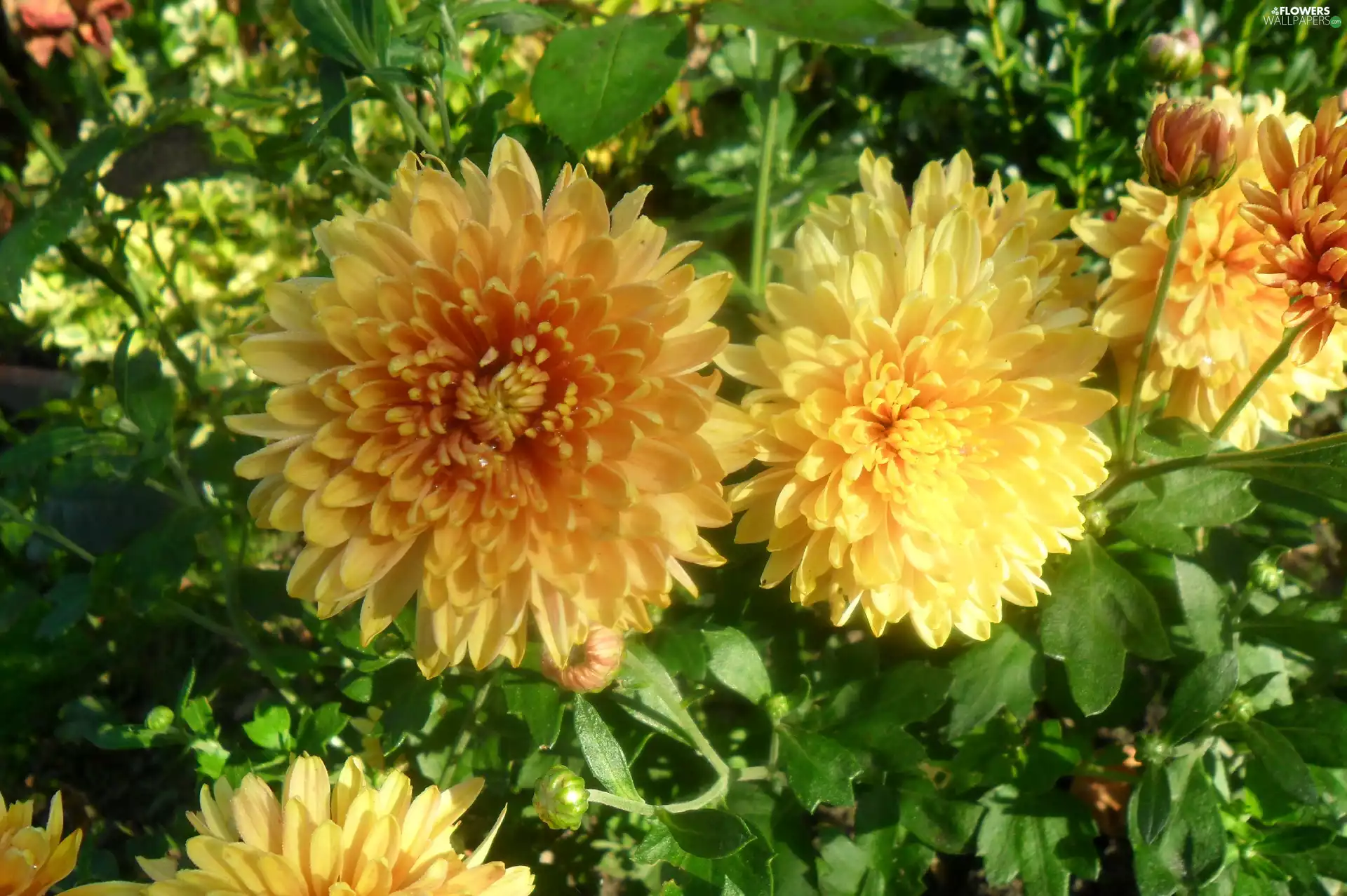 Leaf, Yellow, Flowers