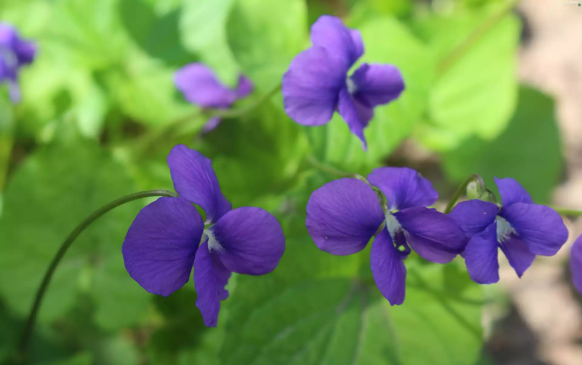 Leaf, violet, forest