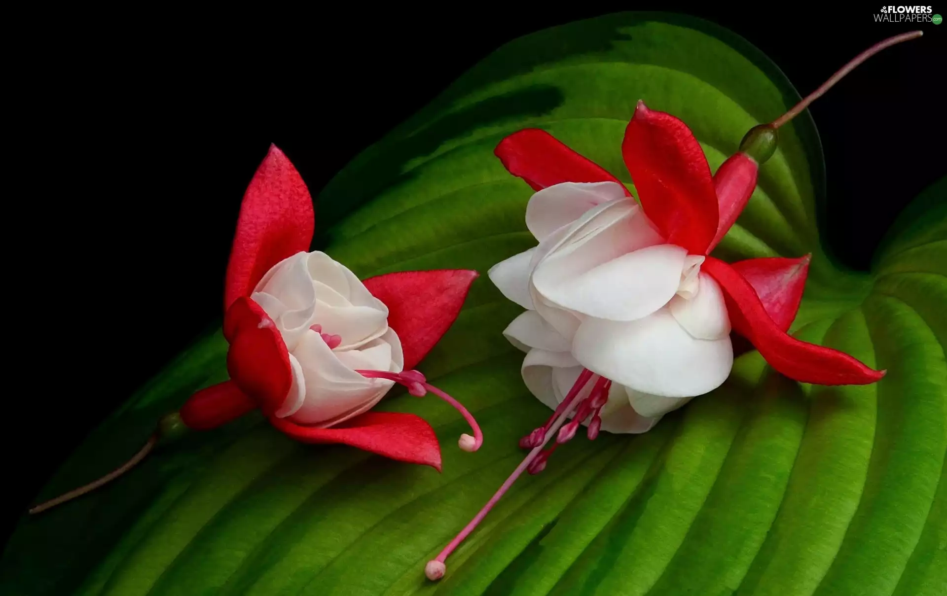 fuchsia, leaf