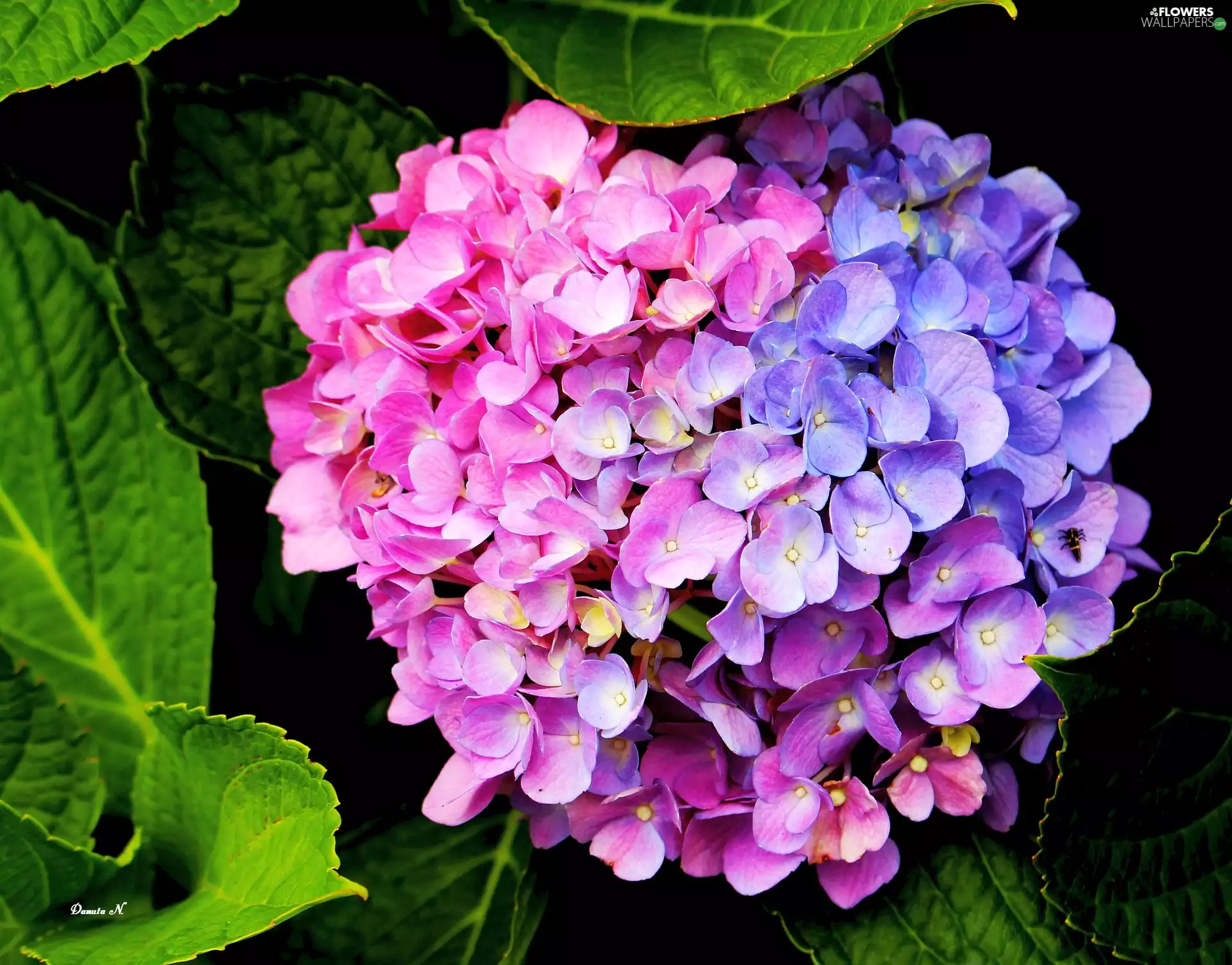 hydrangea, Leaf, Garden, two Colors