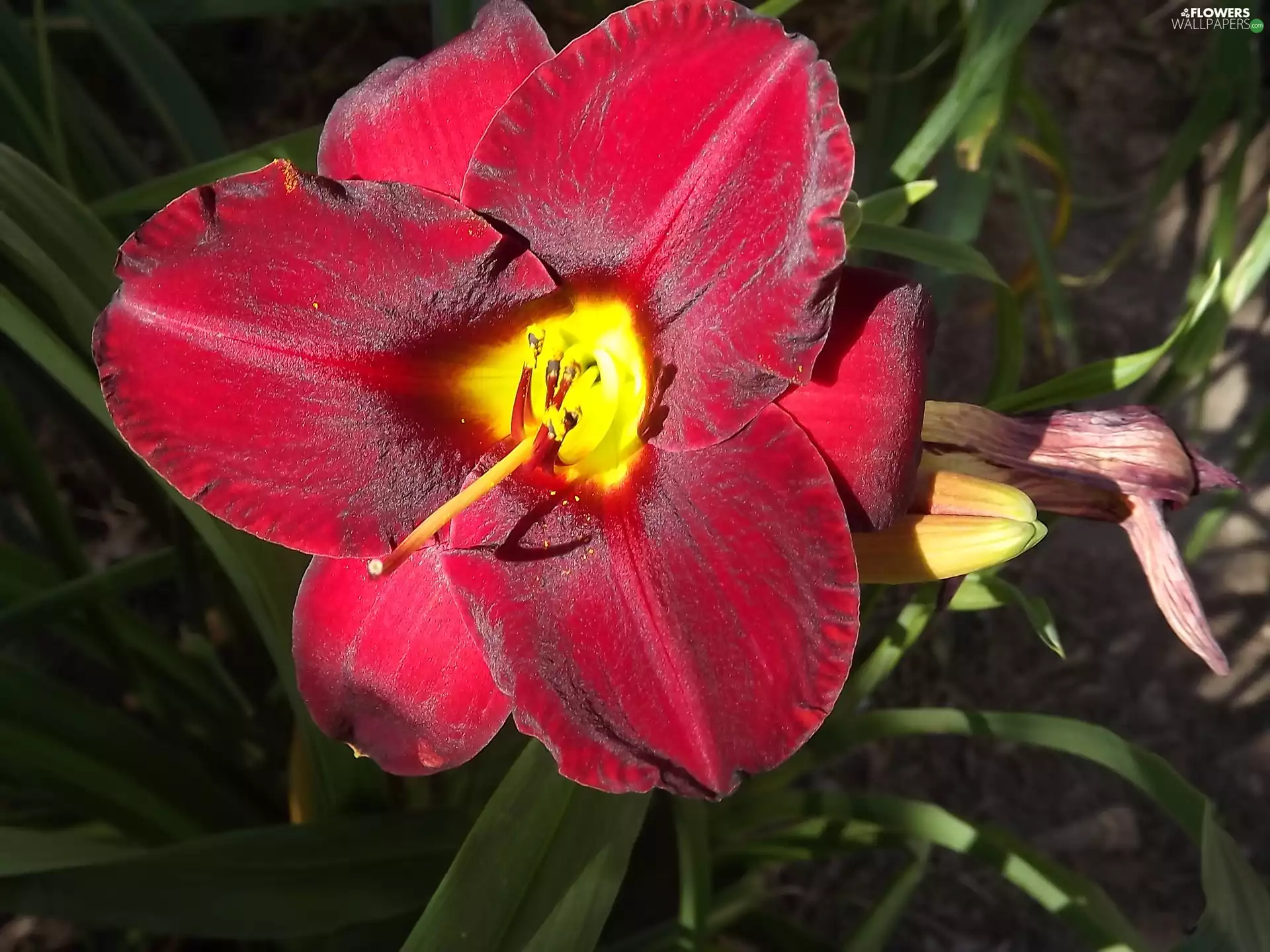 color, Leaf, garden, scarlet, lily