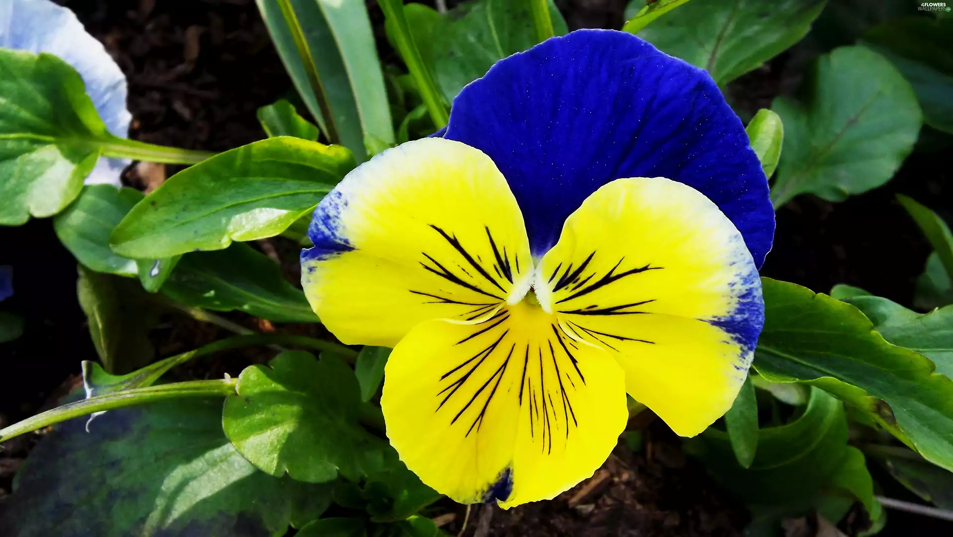 Garden, Two-tone, Leaf