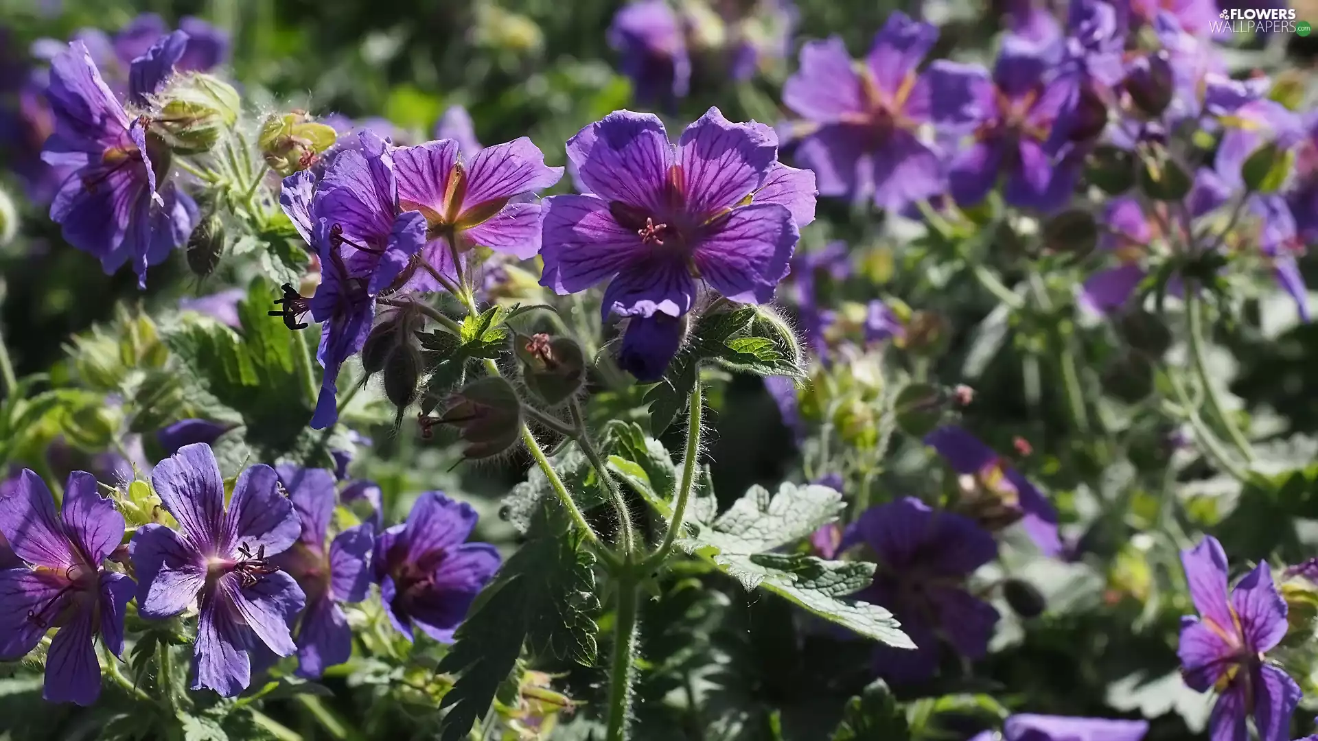 Leaf, Flowers, geranium