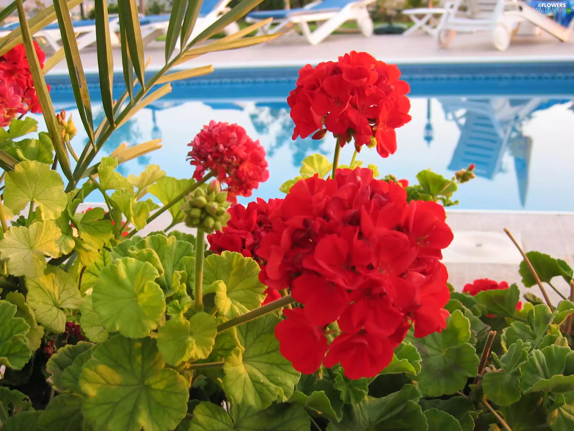 Leaf, Red, geraniums