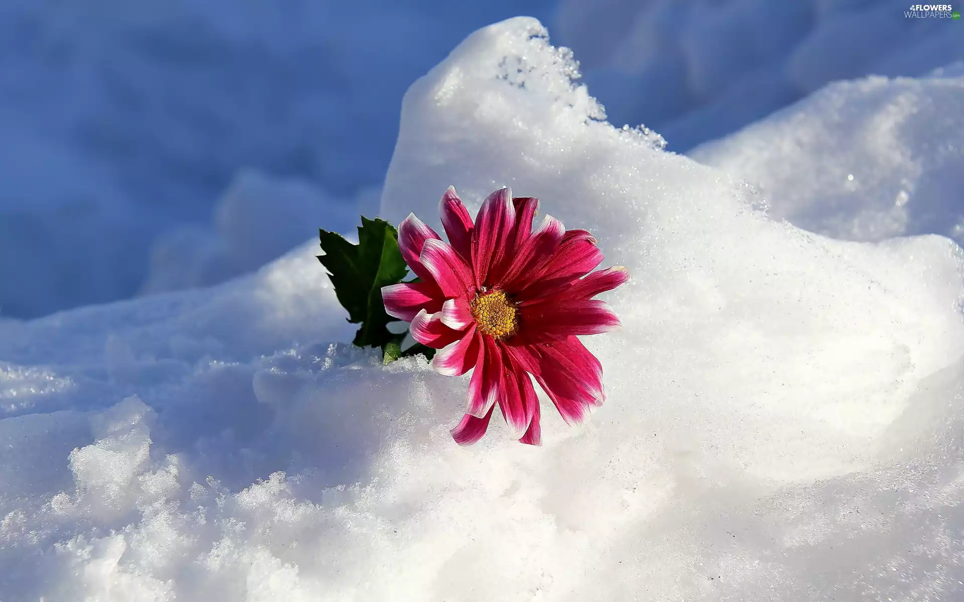 leaf, snow, Gerbera